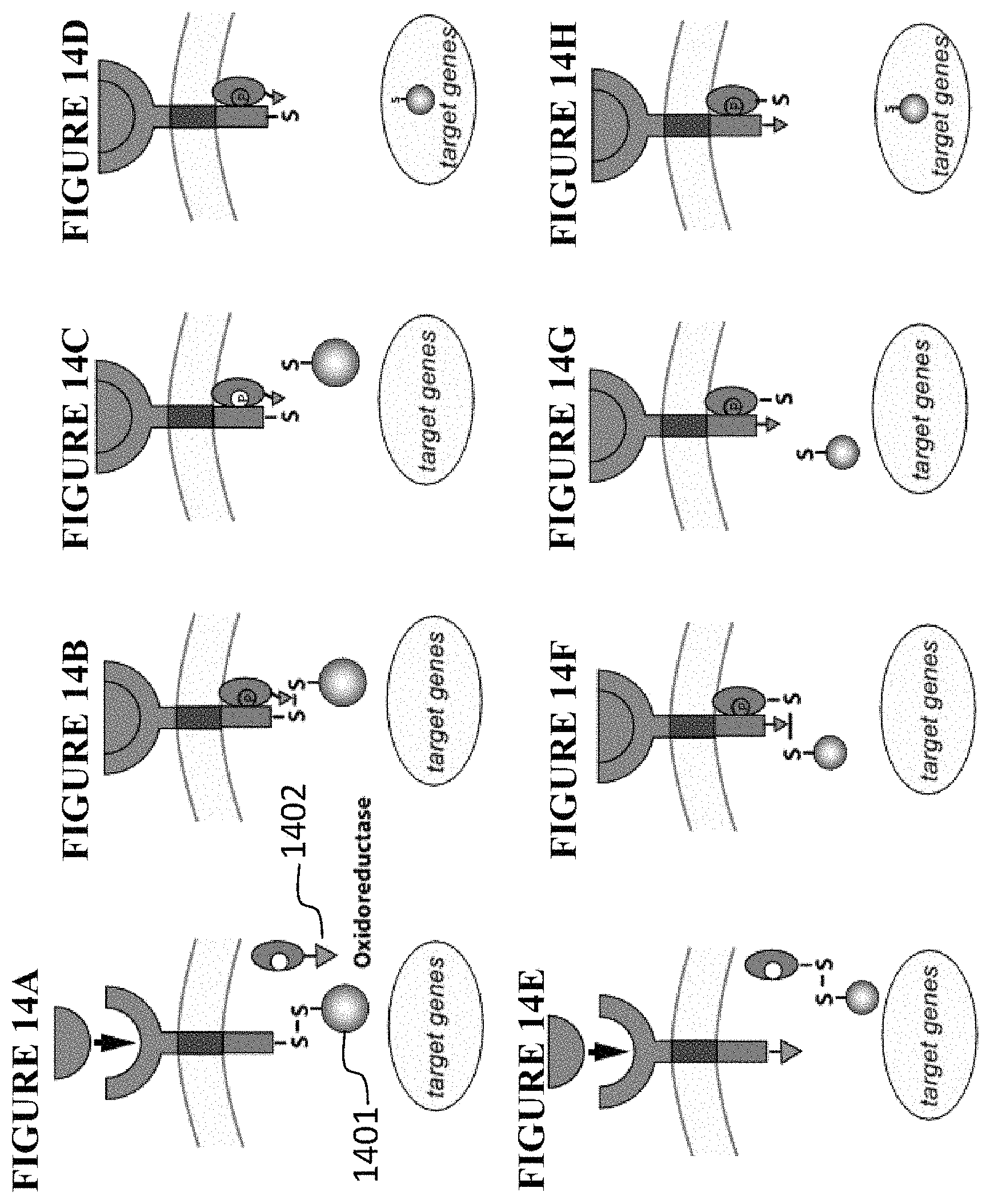 Patent US11773411 Figure 13 – Chimeric proteins and methods of regulating gene expression