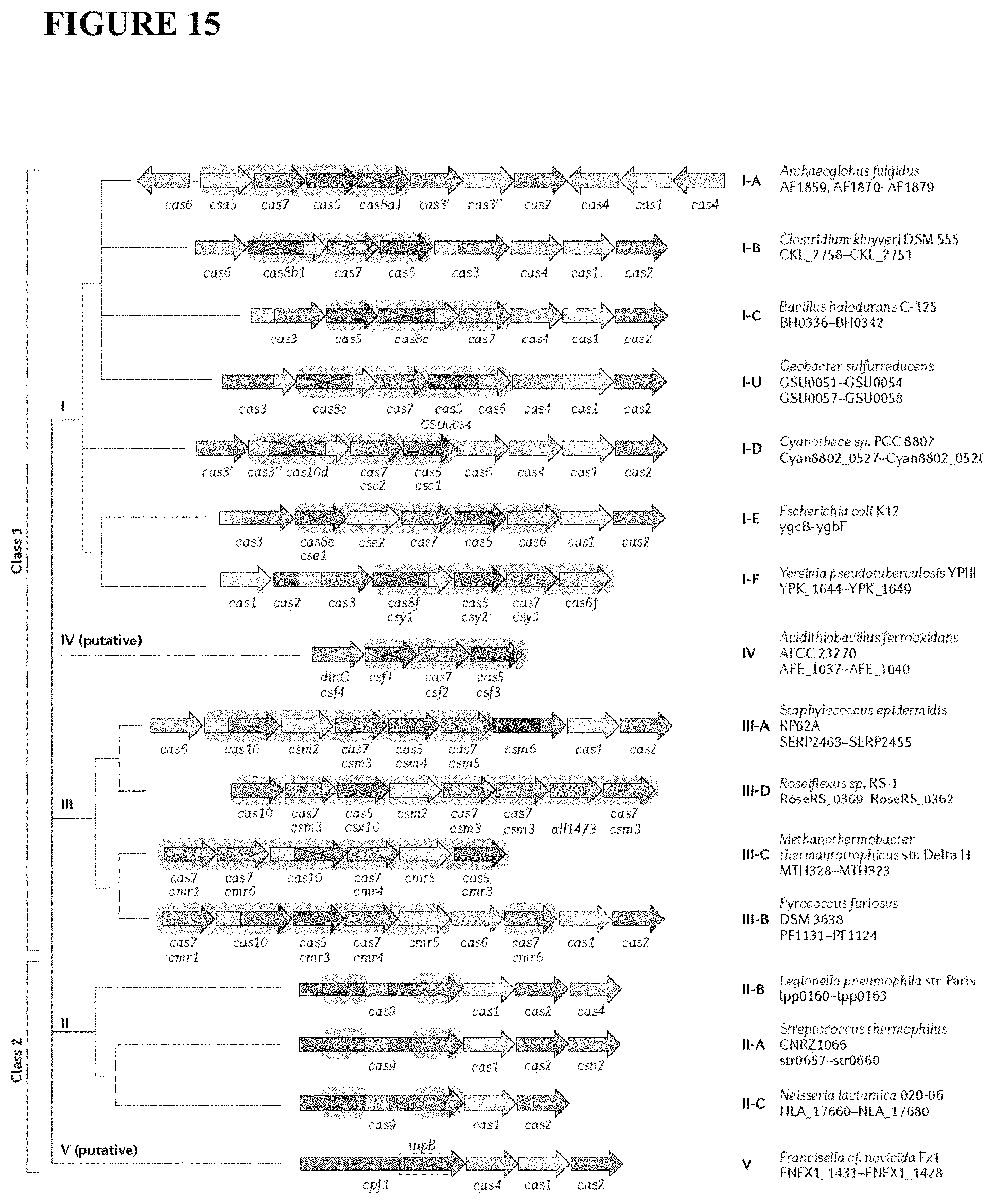 Patent US11773411 Figure 14 – Chimeric proteins and methods of regulating gene expression