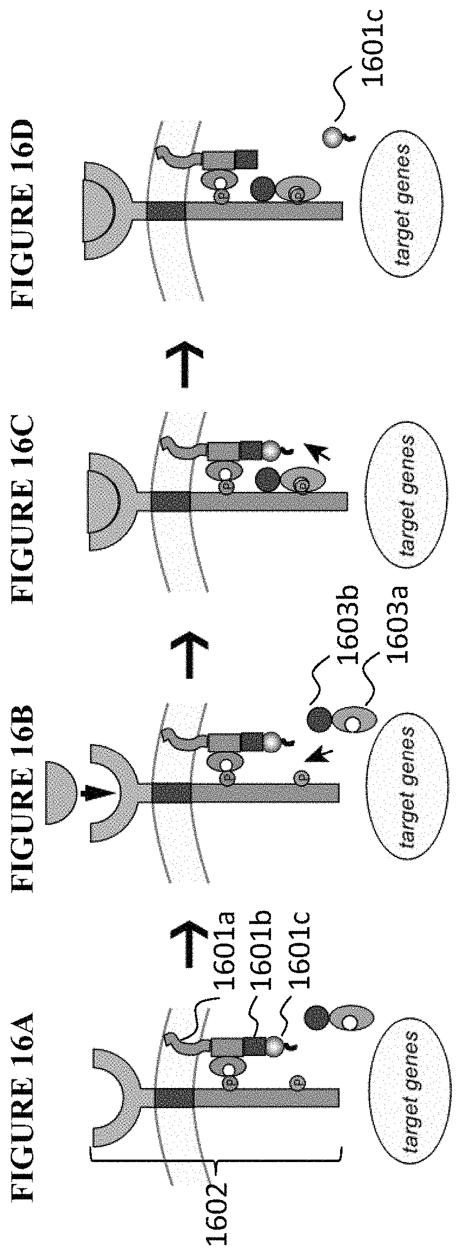Patent US11773411 Figure 15 – Chimeric proteins and methods of regulating gene expression