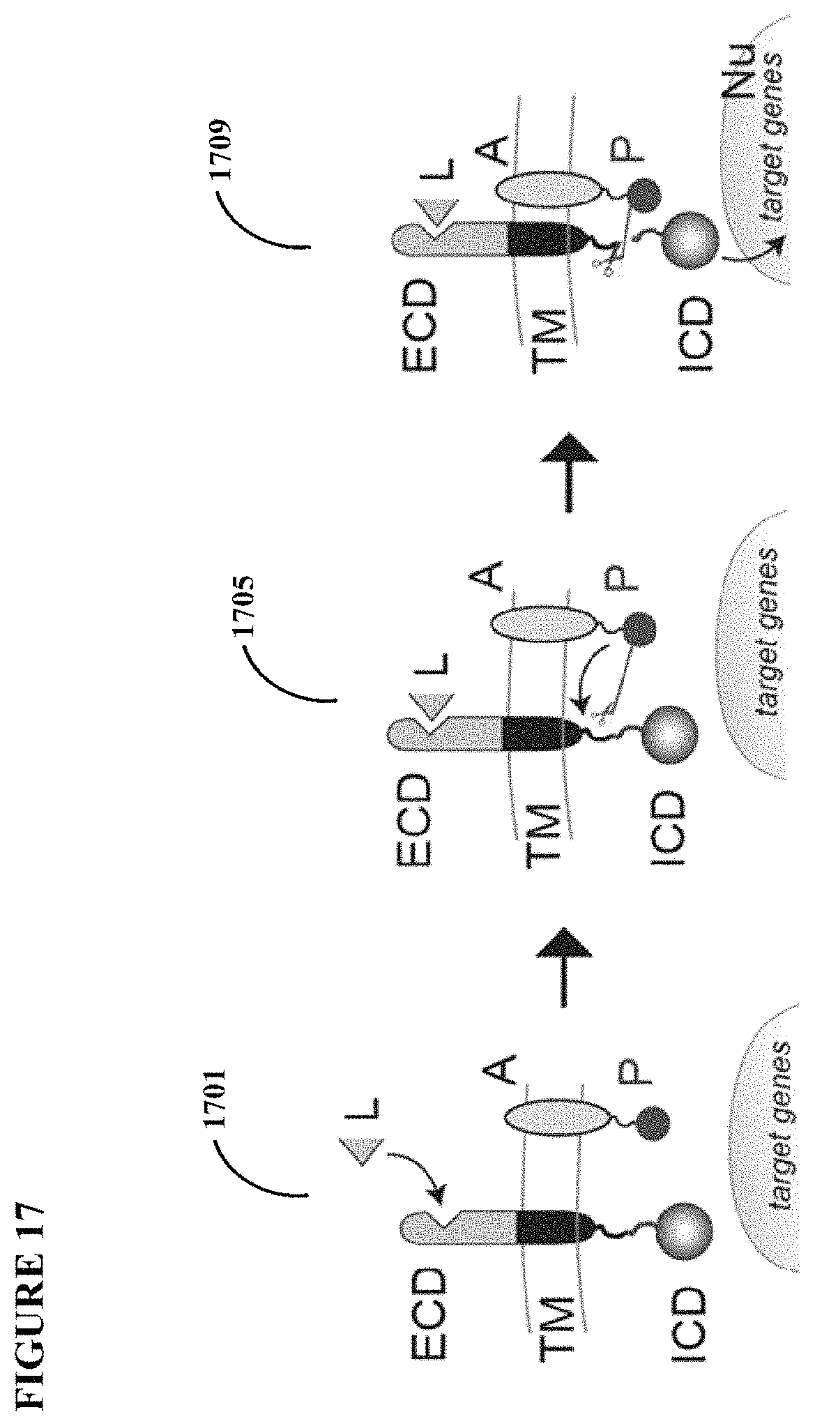 Patent US11773411 Figure 16 – Chimeric proteins and methods of regulating gene expression