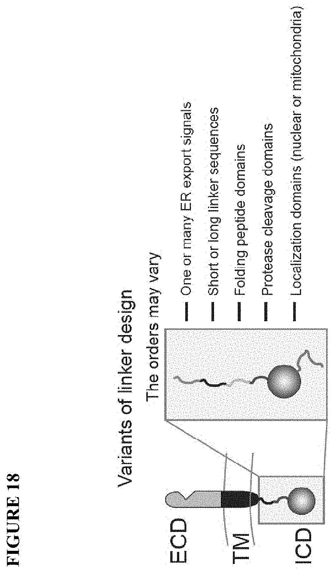 Patent US11773411 Figure 17 – Chimeric proteins and methods of regulating gene expression