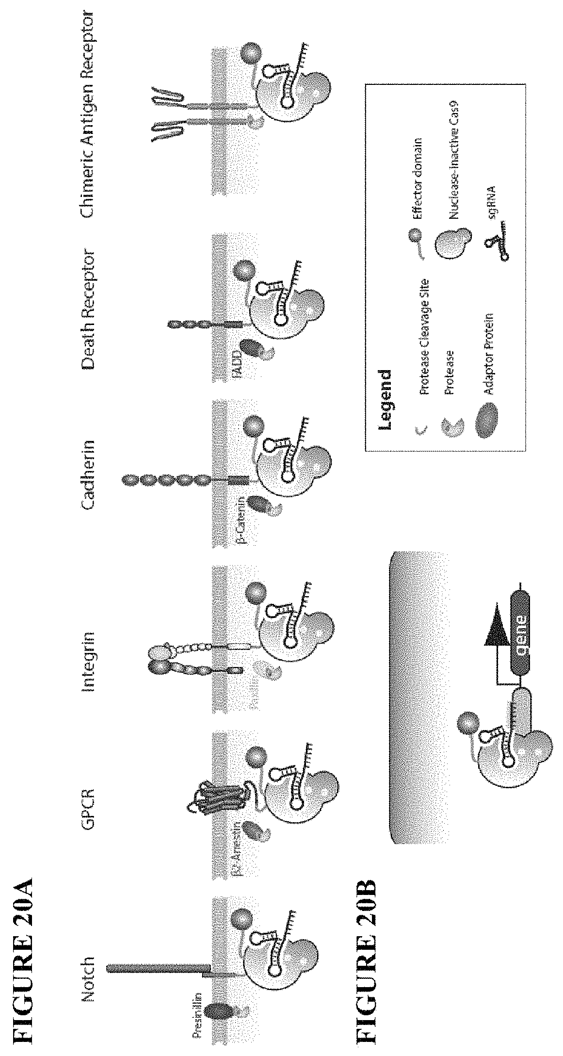 Patent US11773411 Figure 19 – Chimeric proteins and methods of regulating gene expression