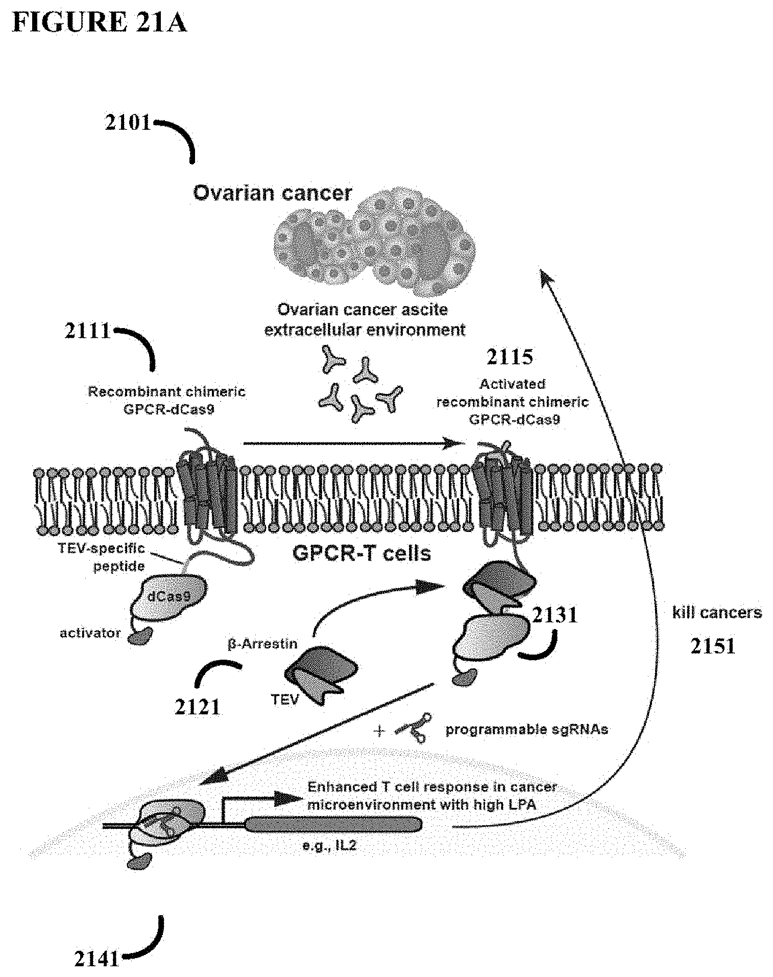 Patent US11773411 Figure 20 – Chimeric proteins and methods of regulating gene expression