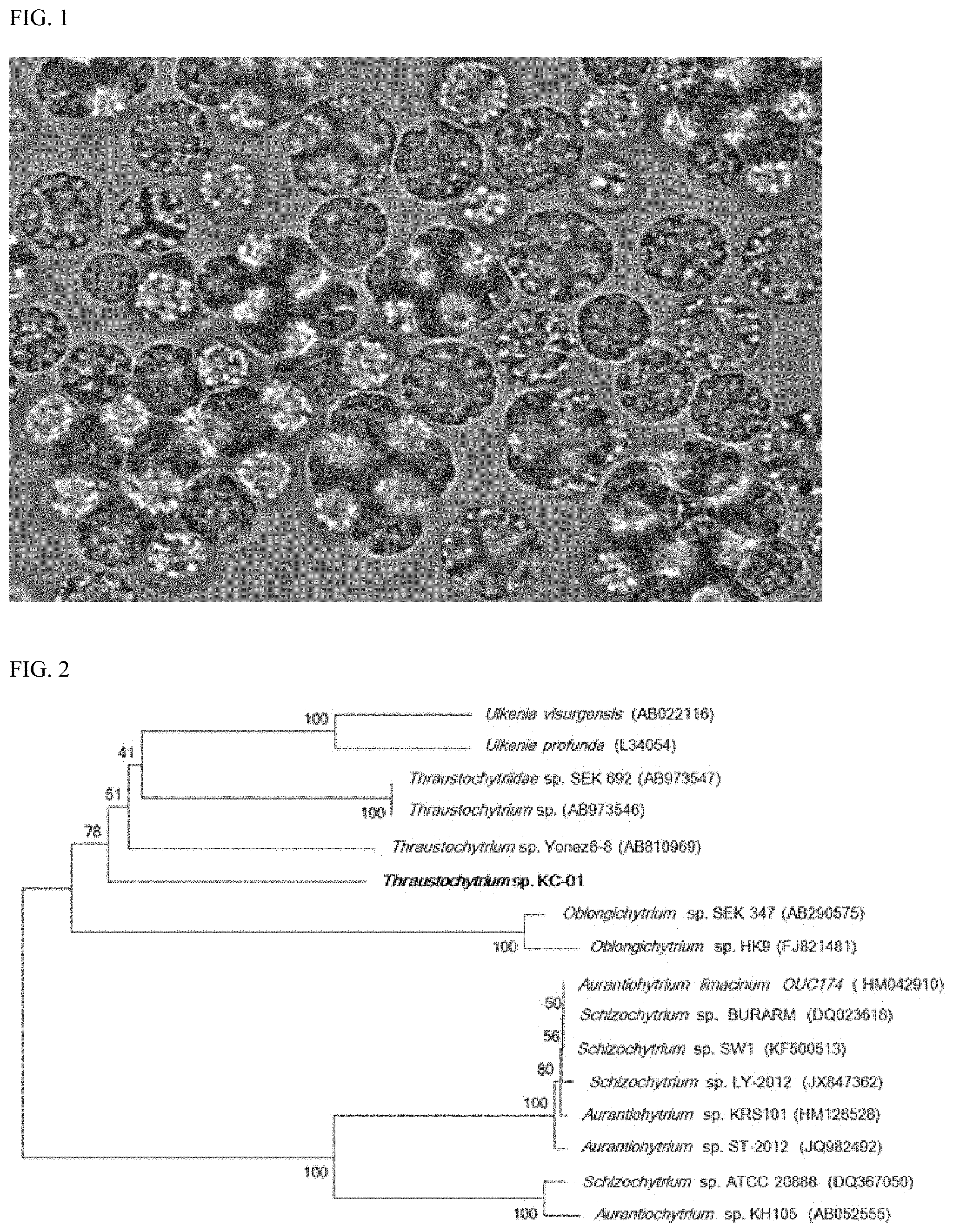 Patent US11773417 Figure 1 – Microalgal strains of Thraustochytrium genus, and method of producing polyunsaturated fatty acids using the same