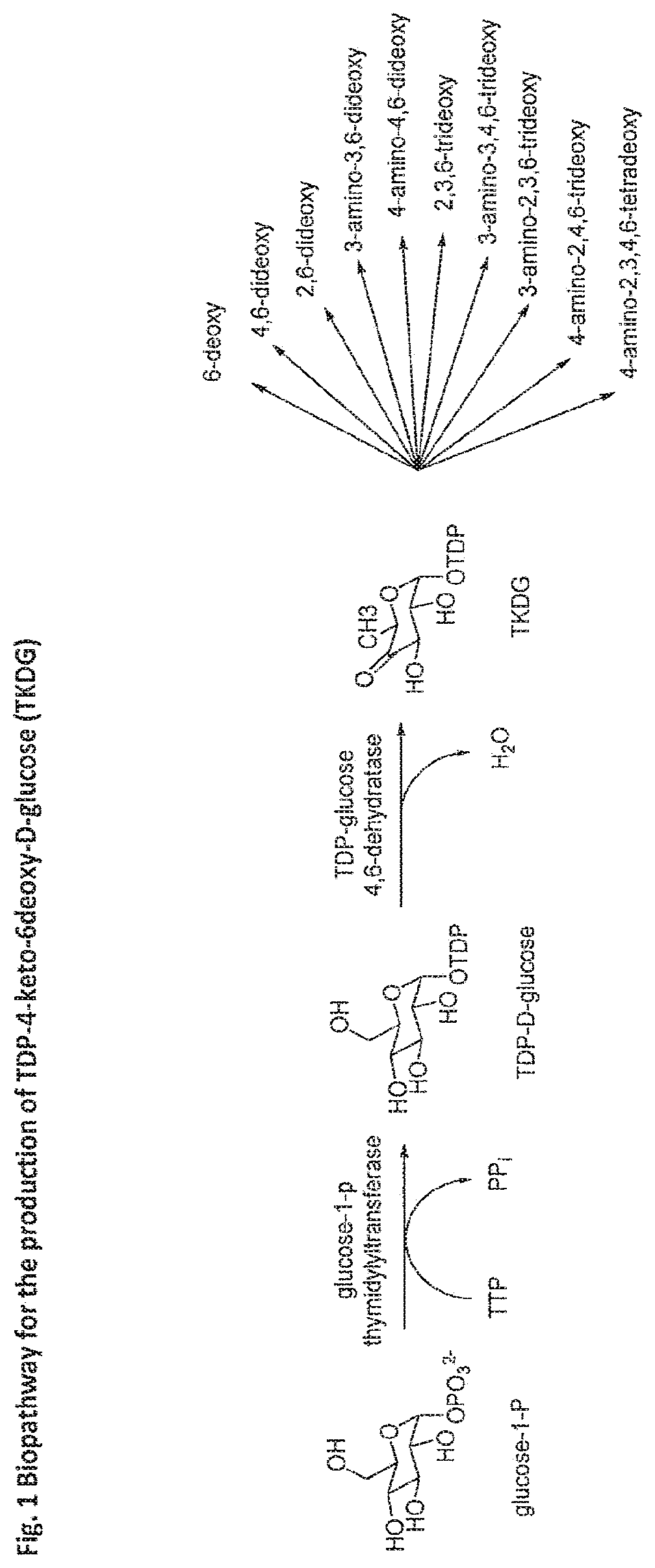 Patent US11773423 Figure 1 – Production of activated TDP-deoxysugars in recombinant microorganisms