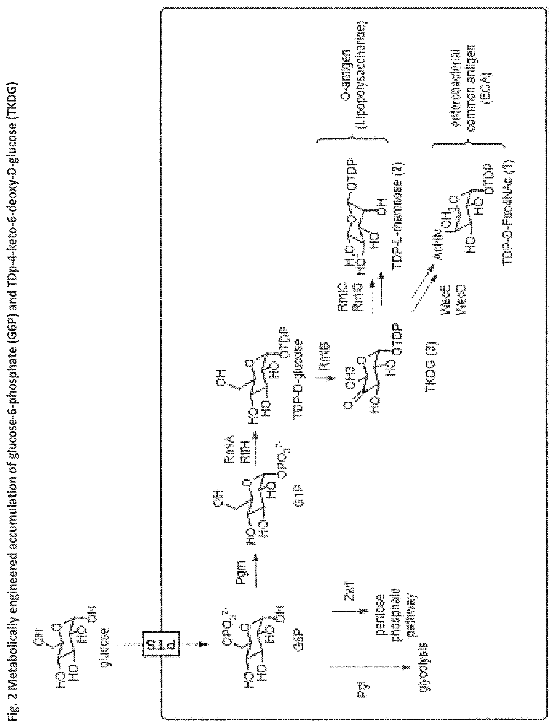 Patent US11773423 Figure 2 – Production of activated TDP-deoxysugars in recombinant microorganisms