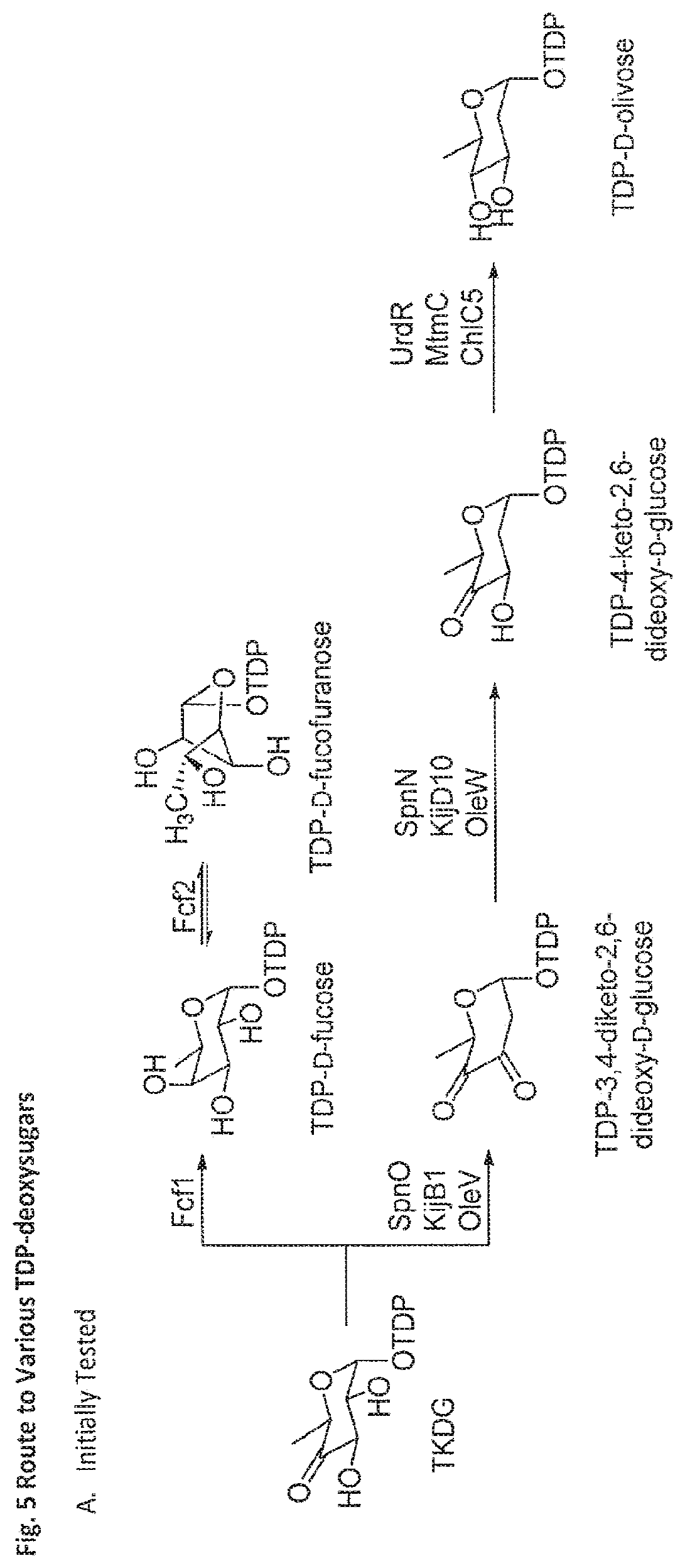 Patent US11773423 Figure 7 – Production of activated TDP-deoxysugars in recombinant microorganisms