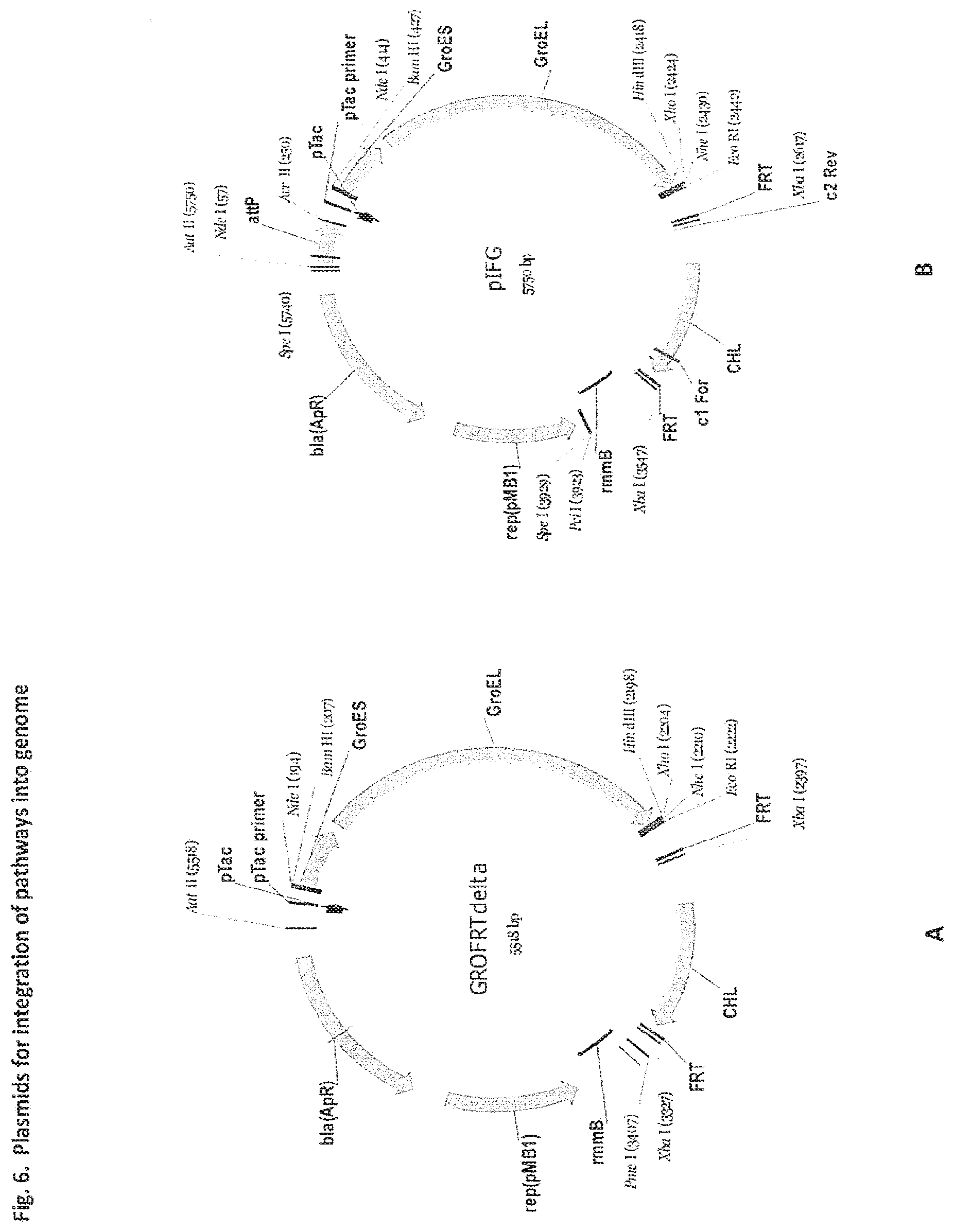 Patent US11773423 Figure 9 – Production of activated TDP-deoxysugars in recombinant microorganisms