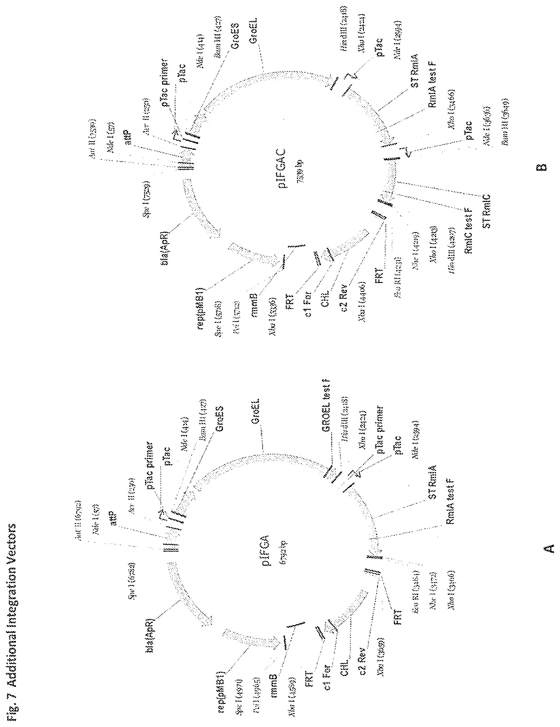 Patent US11773423 Figure 10 – Production of activated TDP-deoxysugars in recombinant microorganisms