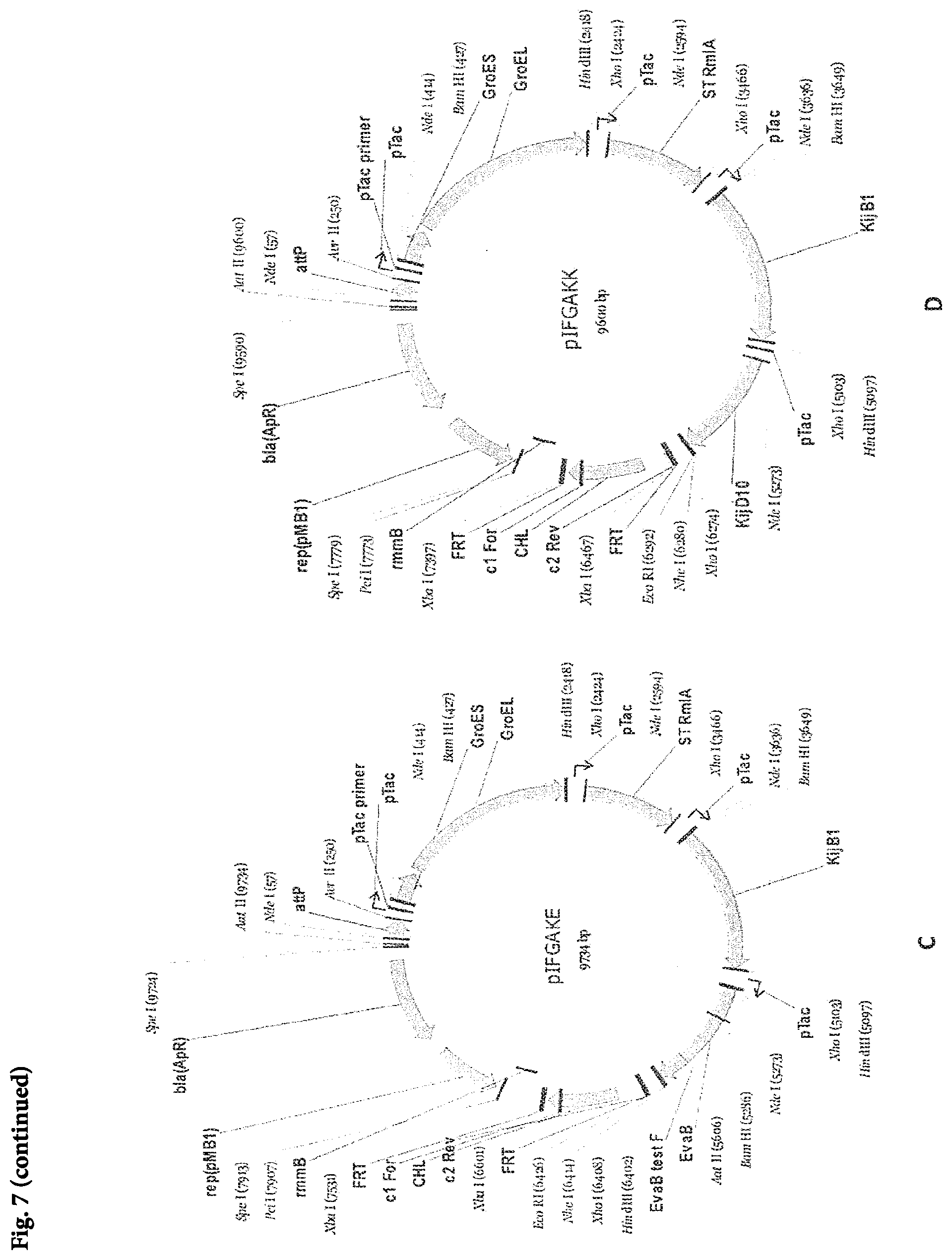 Patent US11773423 Figure 11 – Production of activated TDP-deoxysugars in recombinant microorganisms