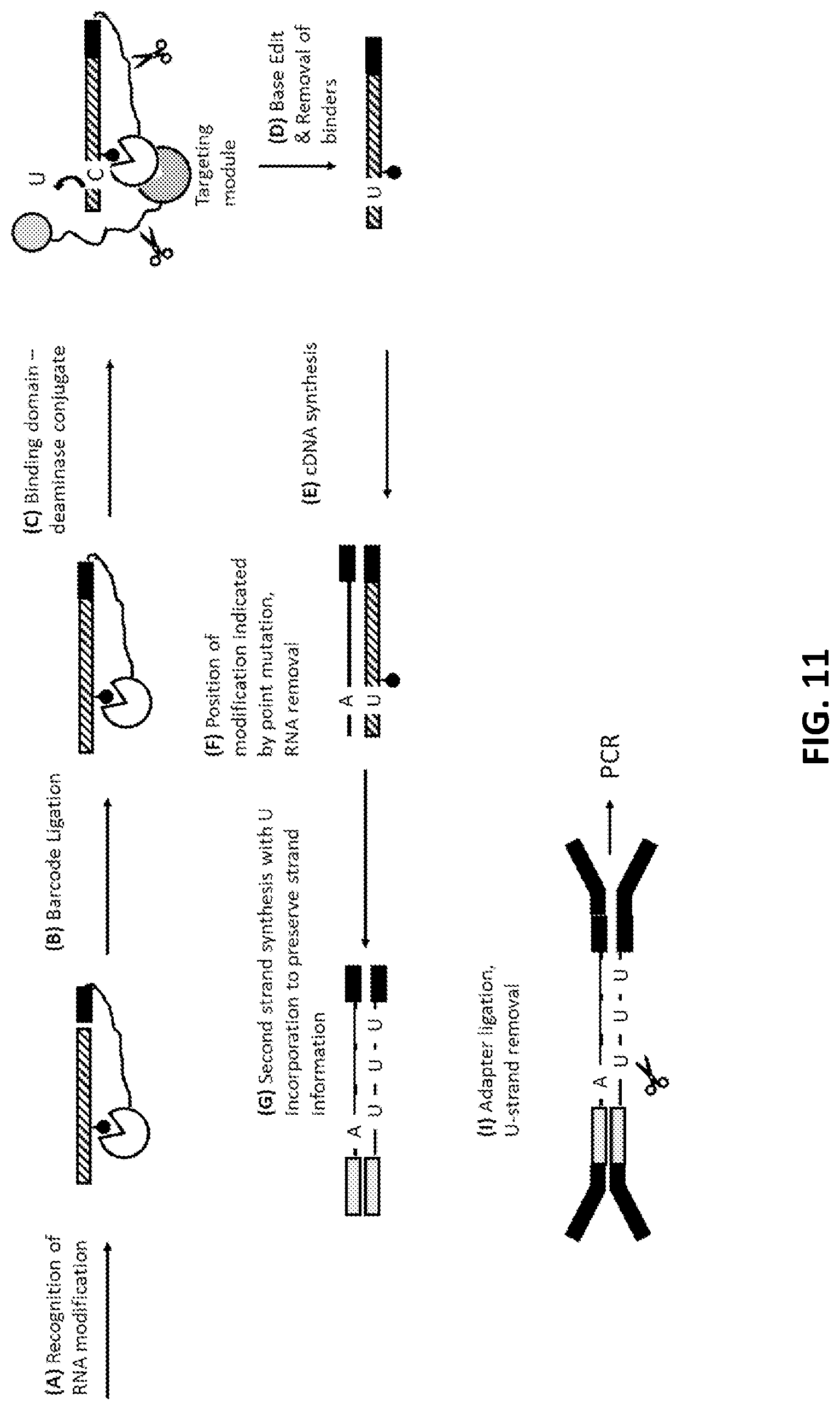 Patent US11773425 Figure 11 – Multiplexed profiling of RNA and DNA modifications