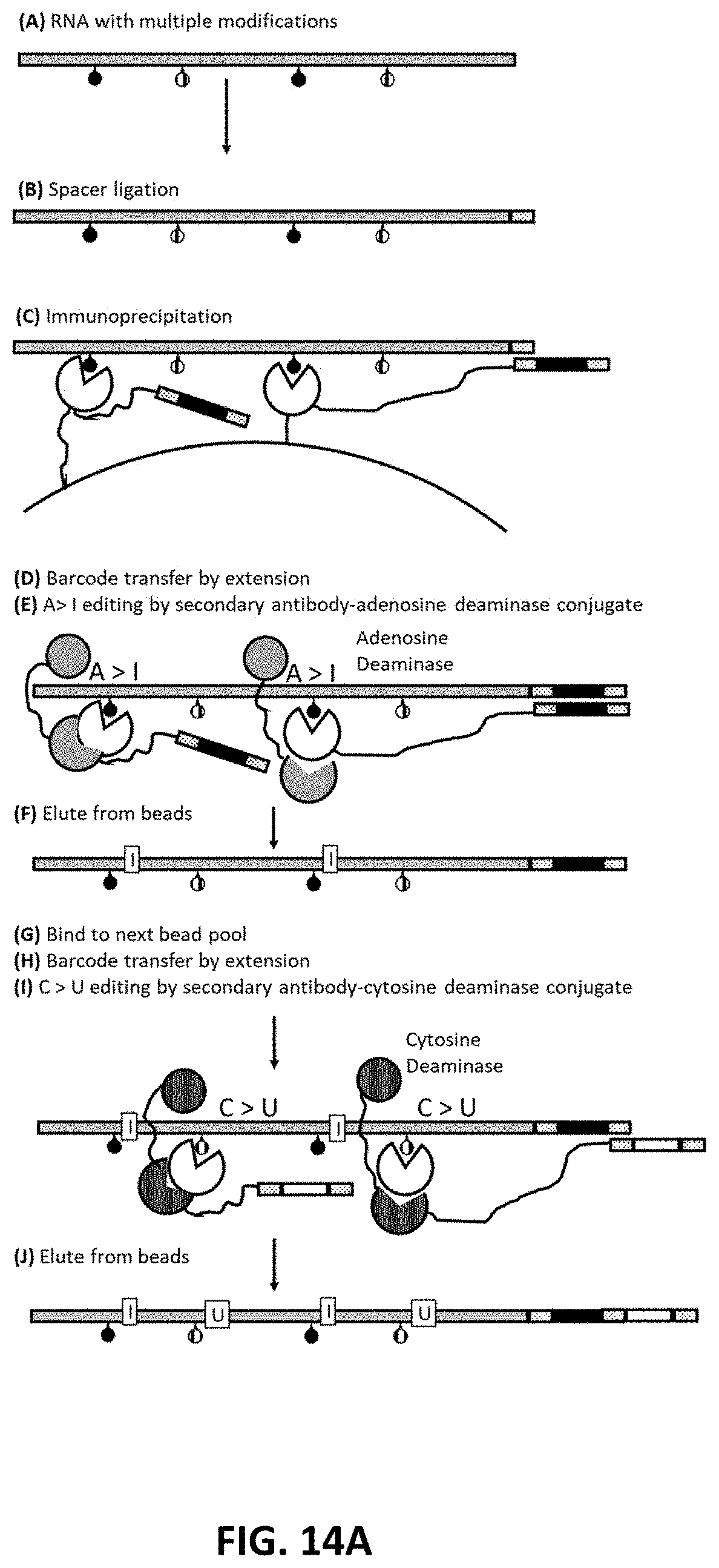 Patent US11773425 Figure 14 – Multiplexed profiling of RNA and DNA modifications