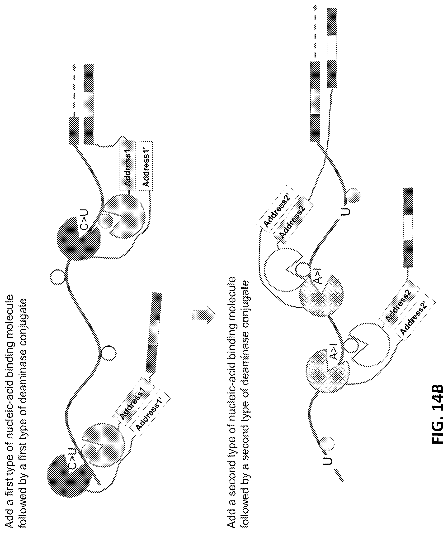 Patent US11773425 Figure 15 – Multiplexed profiling of RNA and DNA modifications