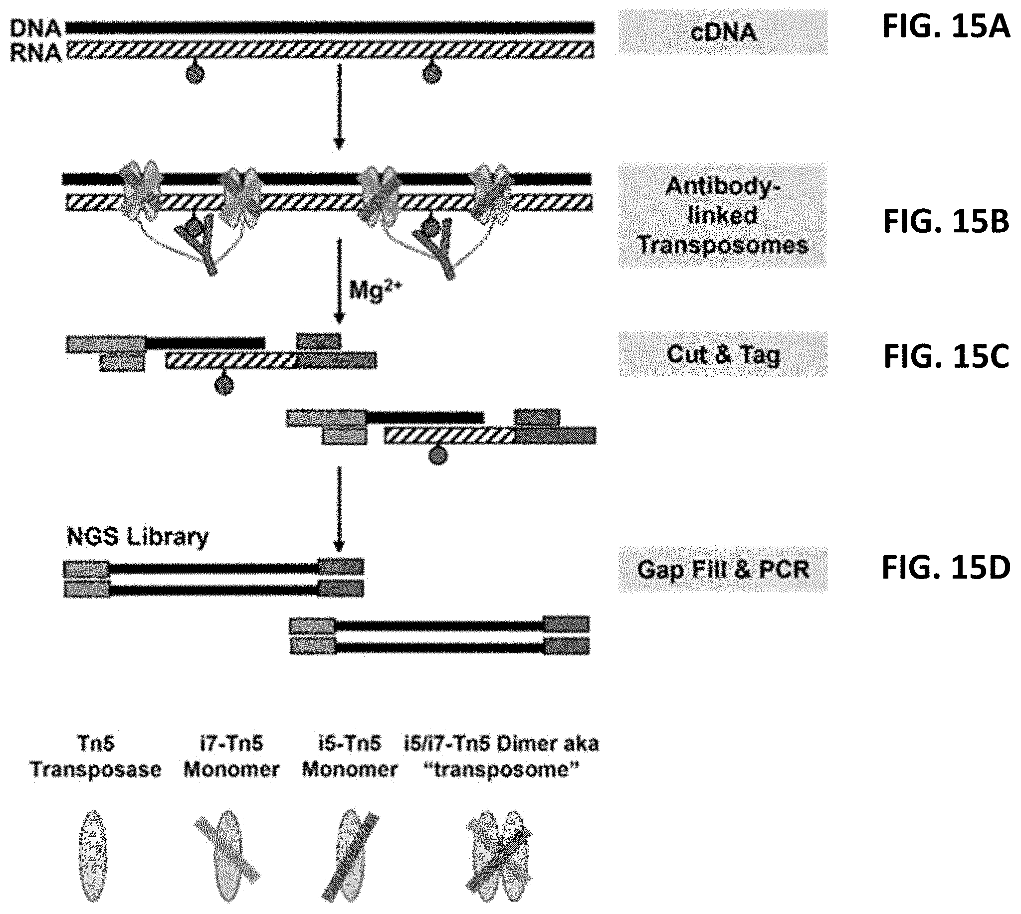Patent US11773425 Figure 16 – Multiplexed profiling of RNA and DNA modifications