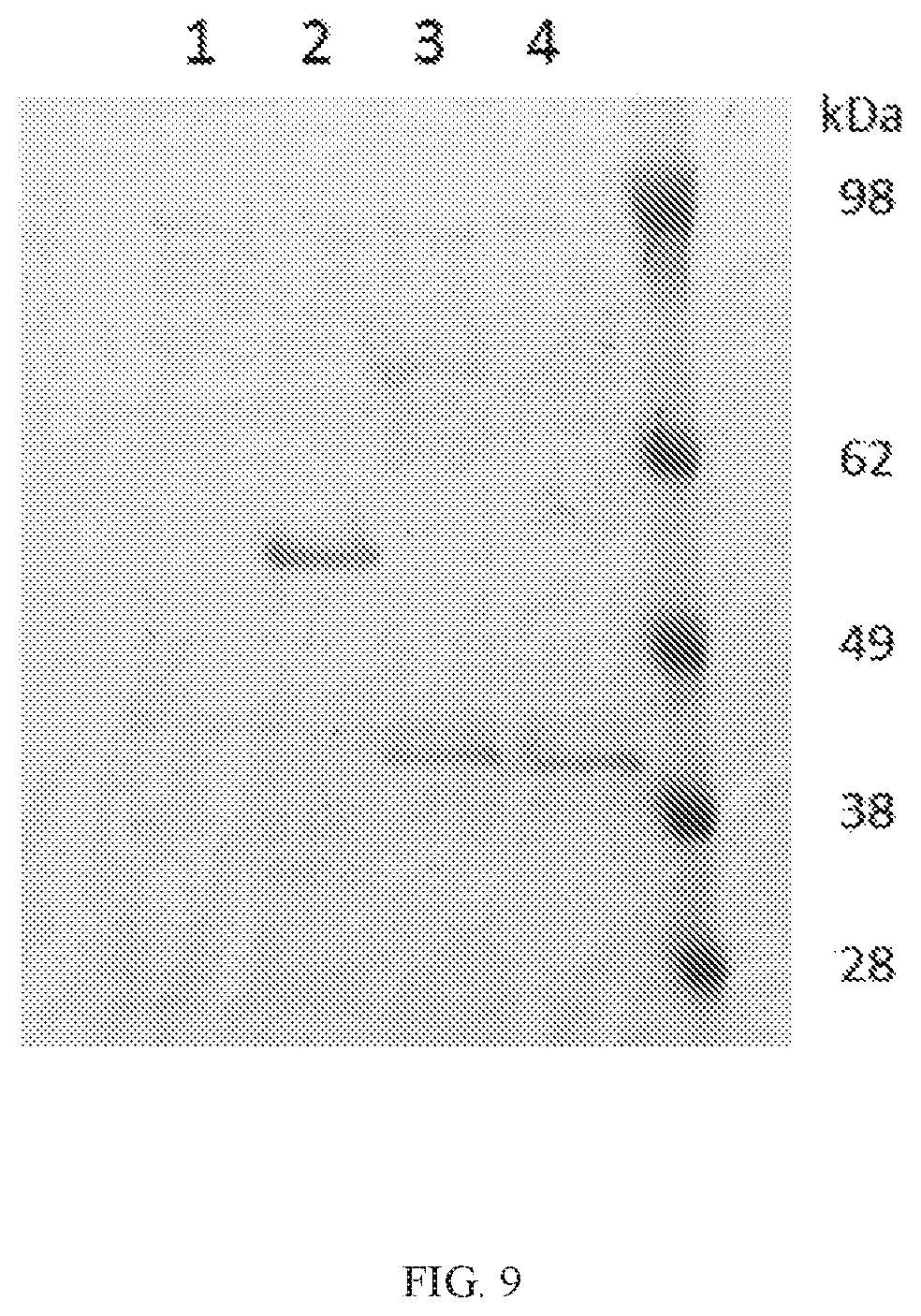 Patent US11773427 Figure 9 – Methods and compositions for selective cleavage of nucleic acids with recombinant nucleases