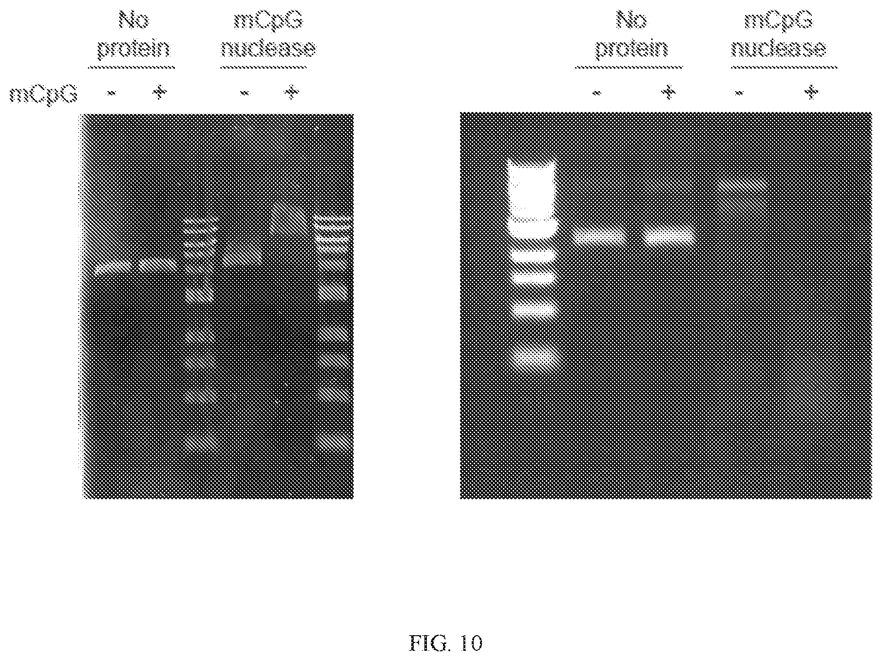 Patent US11773427 Figure 10 – Methods and compositions for selective cleavage of nucleic acids with recombinant nucleases