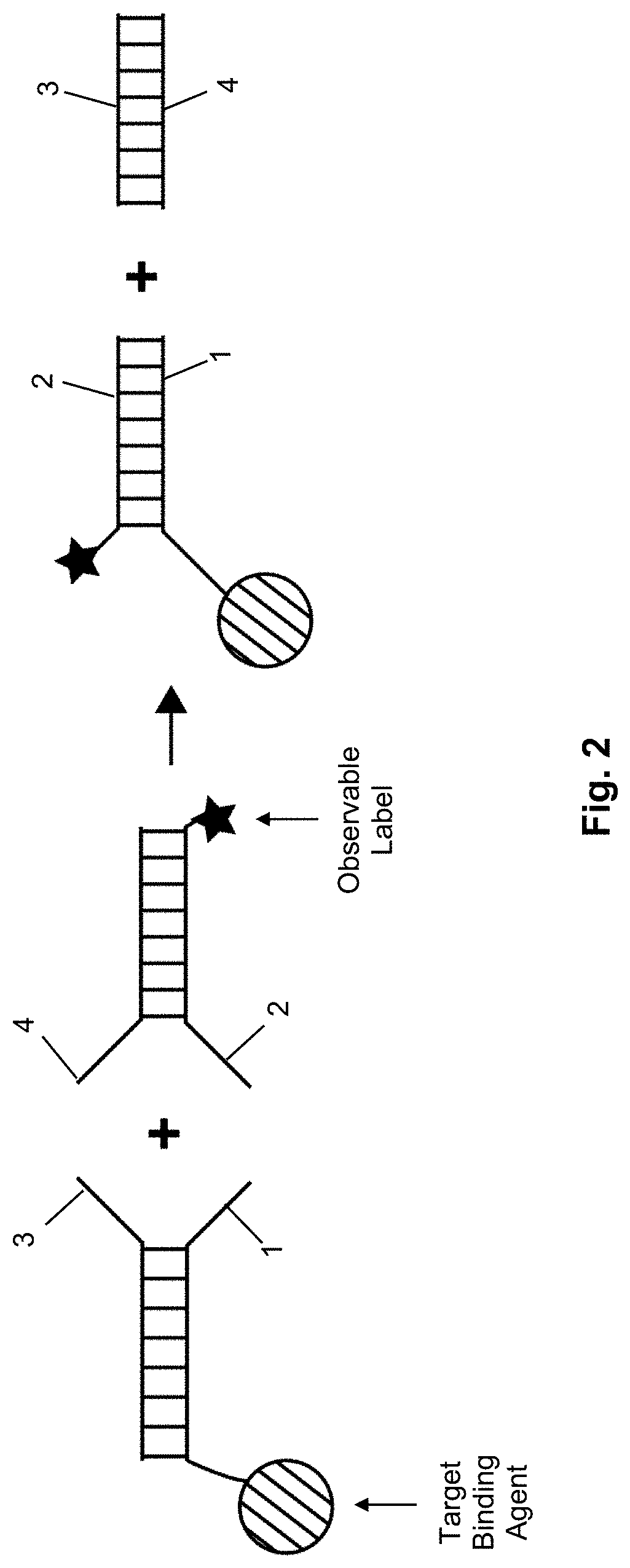 Patent US11773428 Figure 2 – Multiplexed imaging using strand displacement
