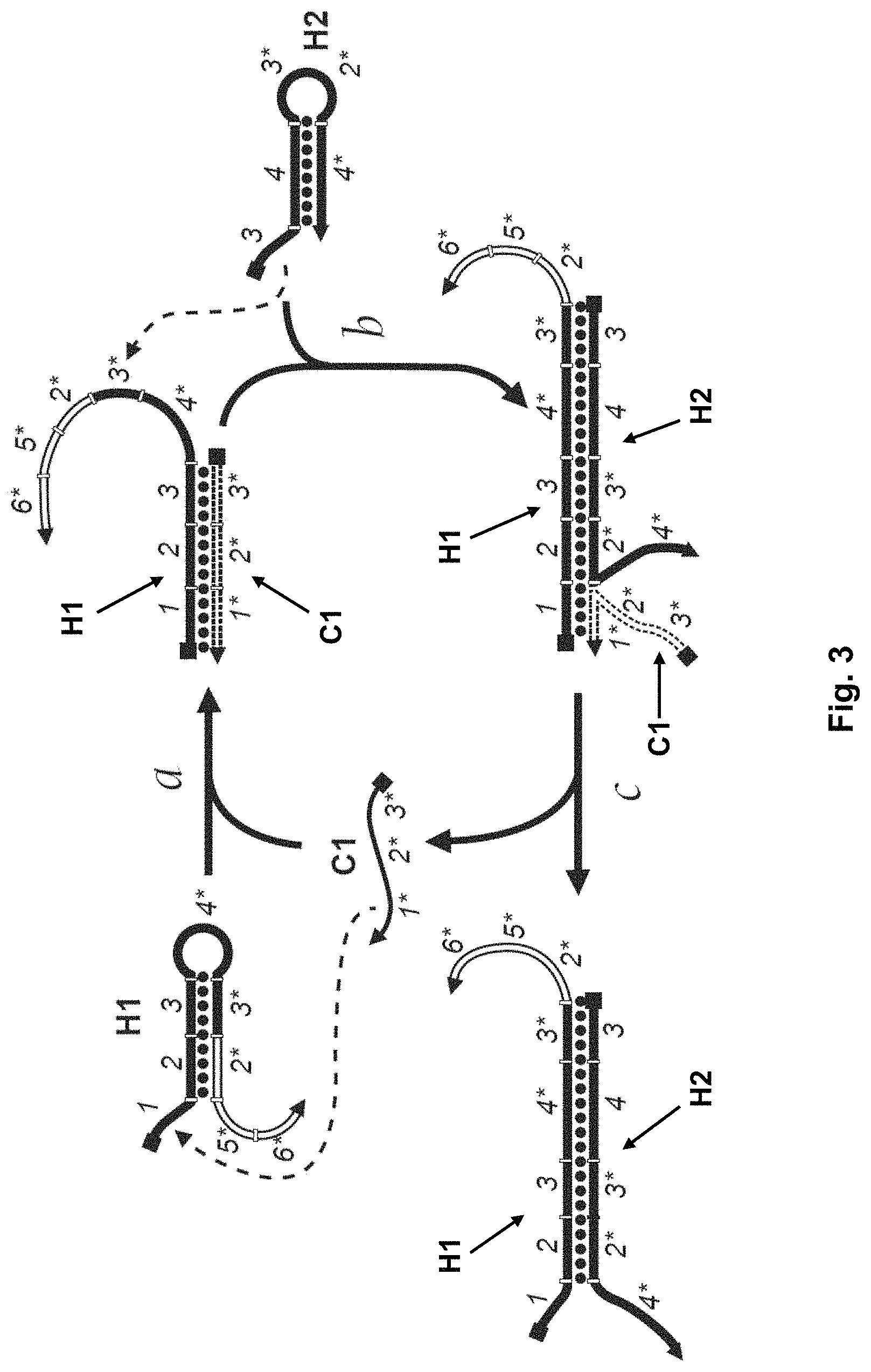 Patent US11773428 Figure 3 – Multiplexed imaging using strand displacement