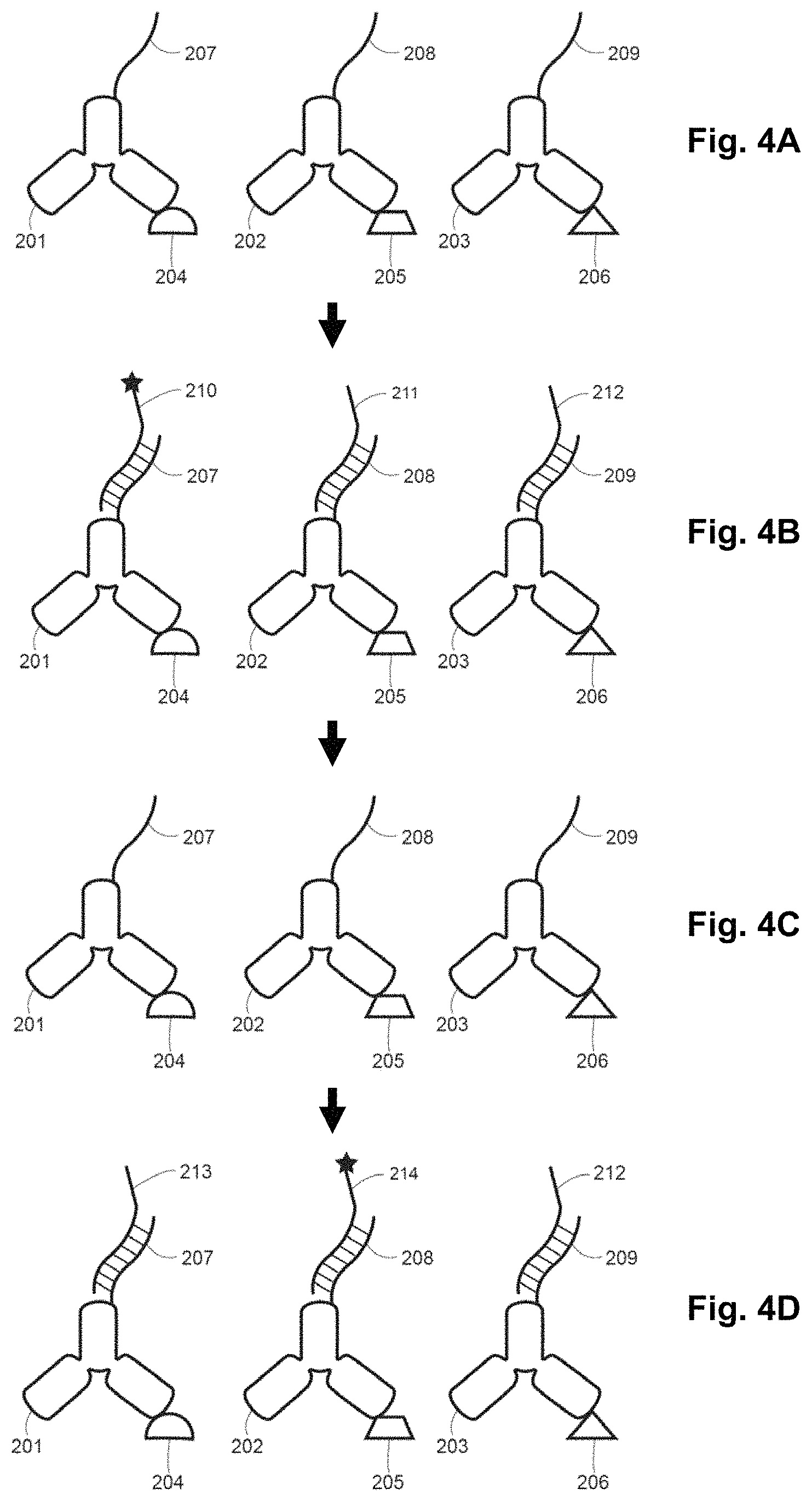 Patent US11773428 Figure 4 – Multiplexed imaging using strand displacement