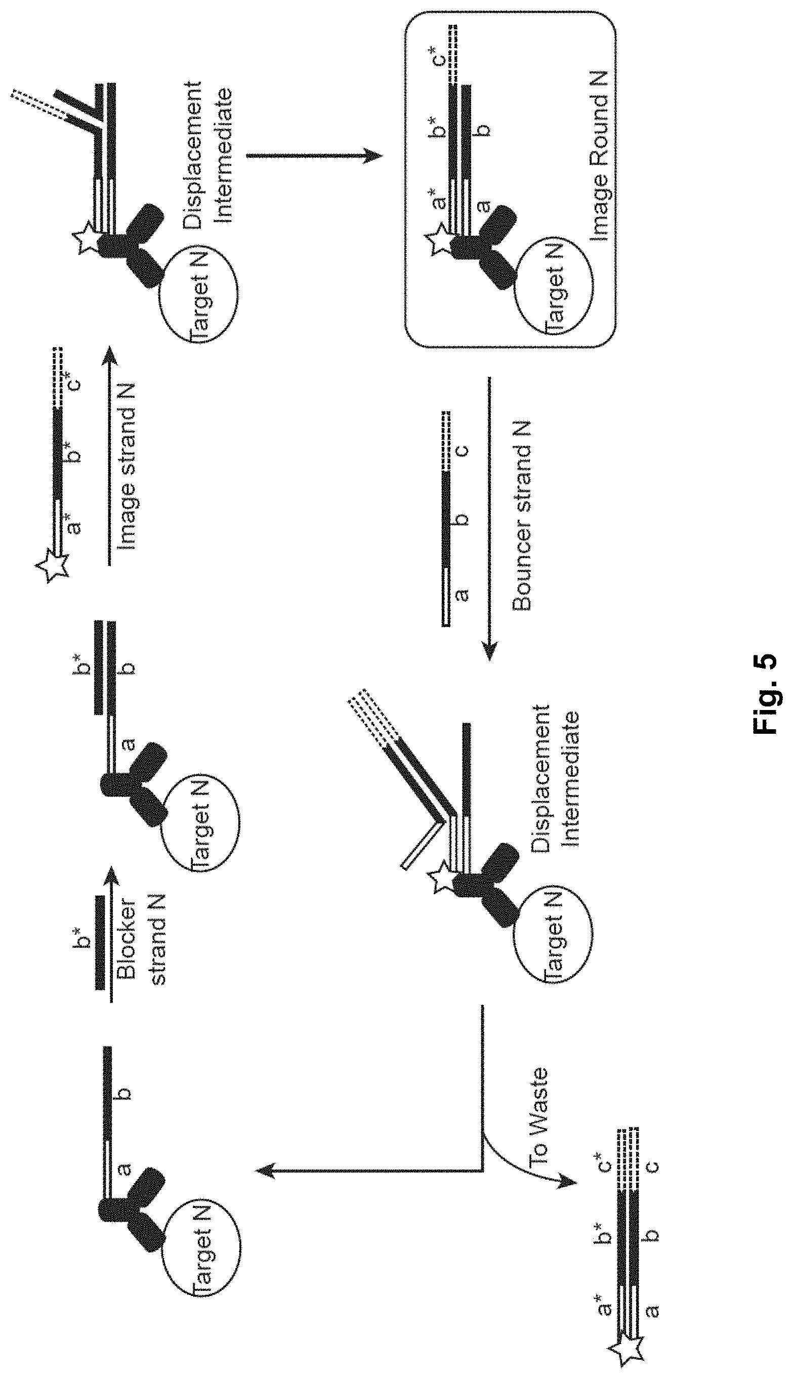 Patent US11773428 Figure 5 – Multiplexed imaging using strand displacement