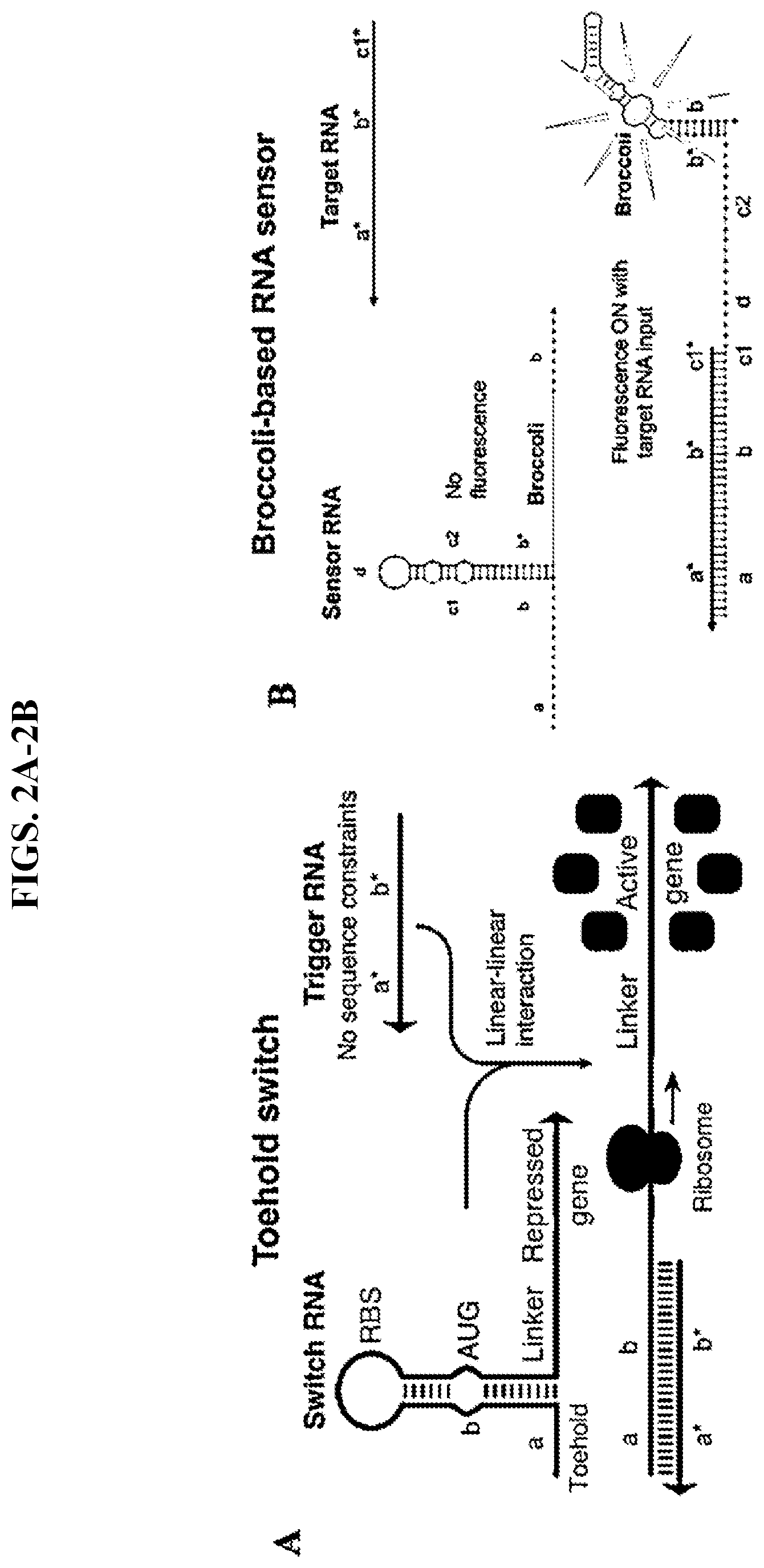Patent US11773430 Figure 2 – Unimolecular aptamer-based sensors for pathogen detection