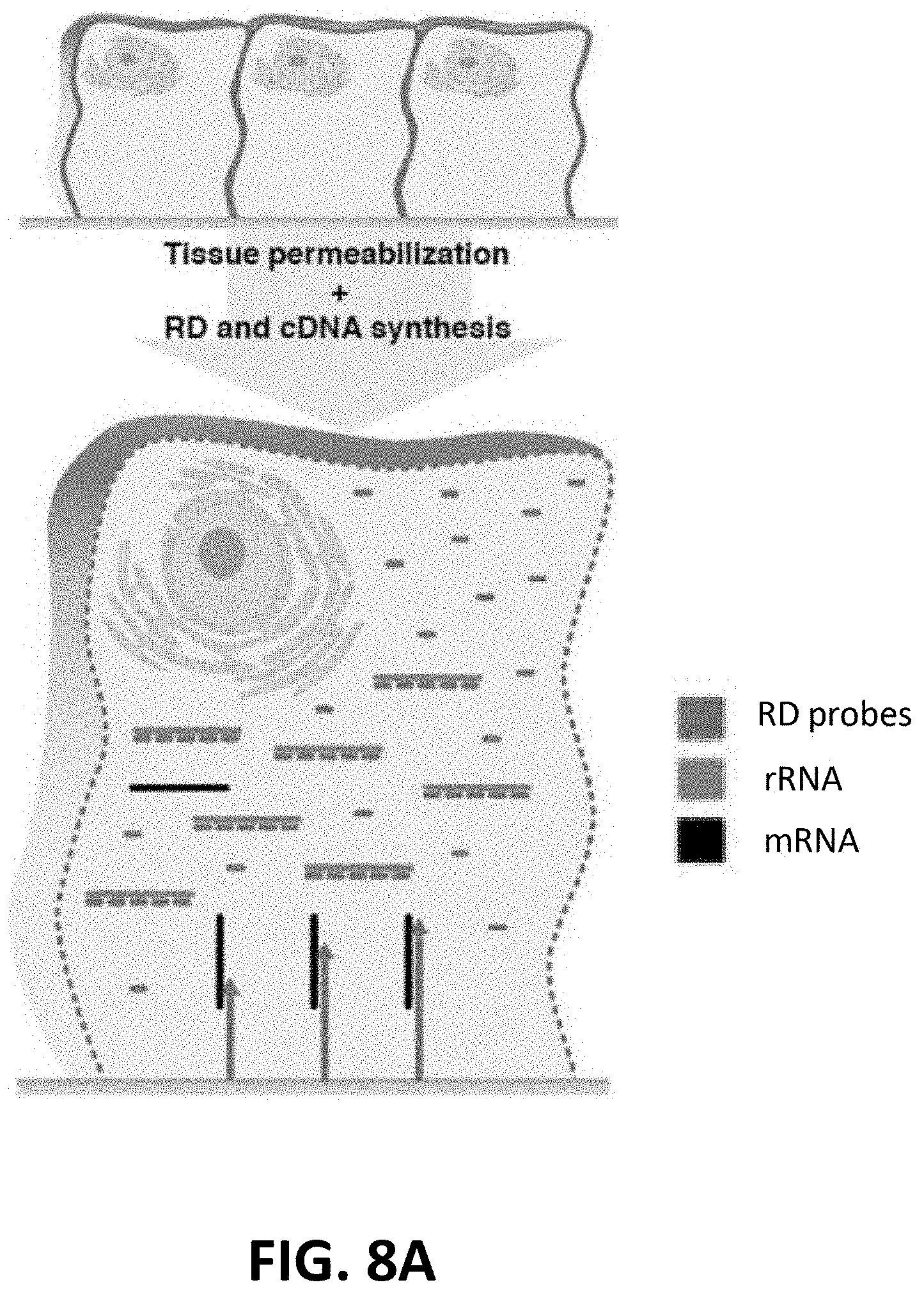 Patent US11773433 Figure 10 – Methods for spatial analysis using targeted RNA depletion