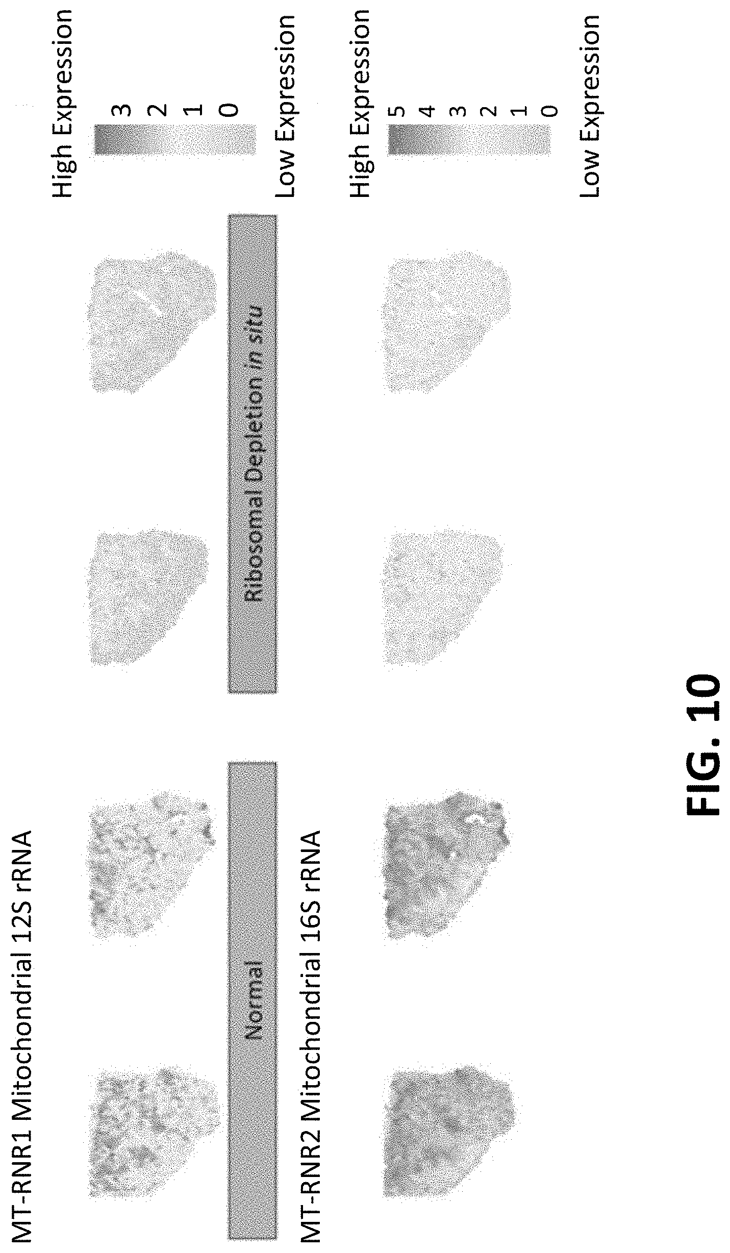 Patent US11773433 Figure 16 – Methods for spatial analysis using targeted RNA depletion