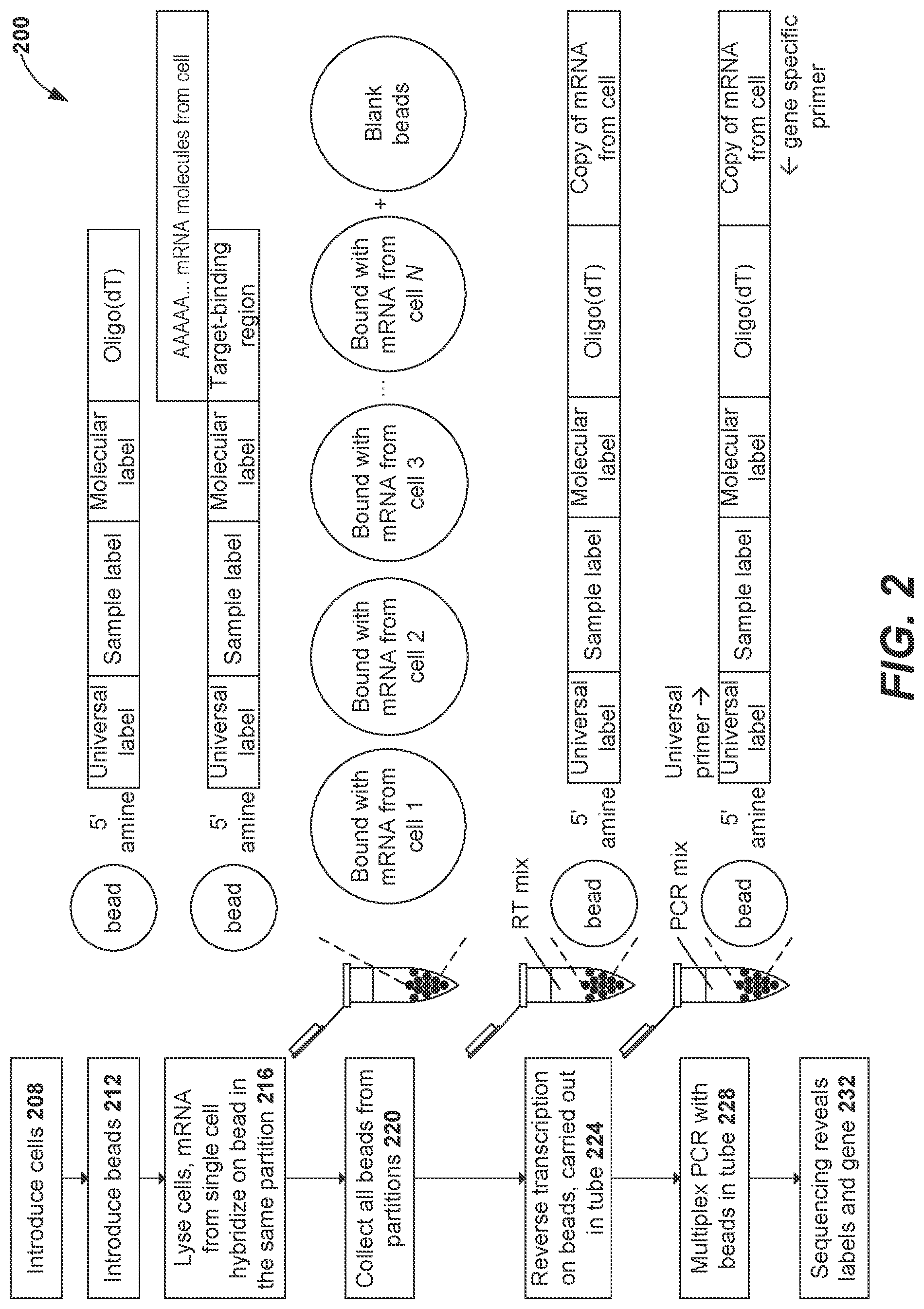 Patent US11773436 Figure 2 – Using random priming to obtain full-length V(D)J information for immune repertoire sequencing