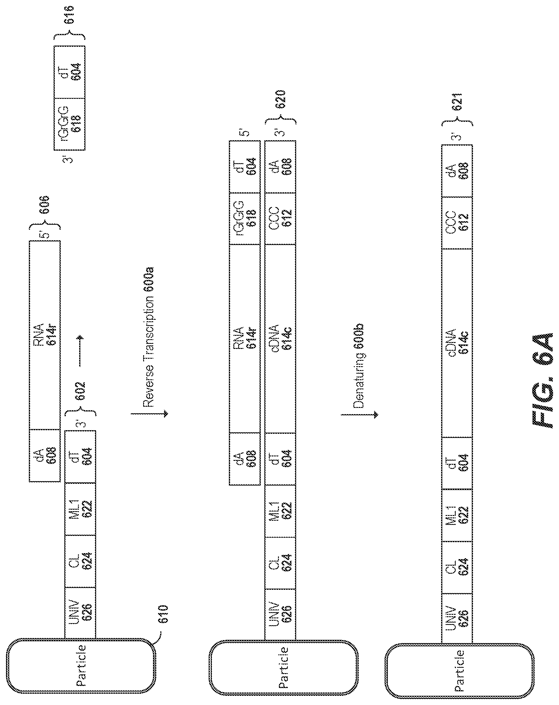 Patent US11773436 Figure 8 – Using random priming to obtain full-length V(D)J information for immune repertoire sequencing
