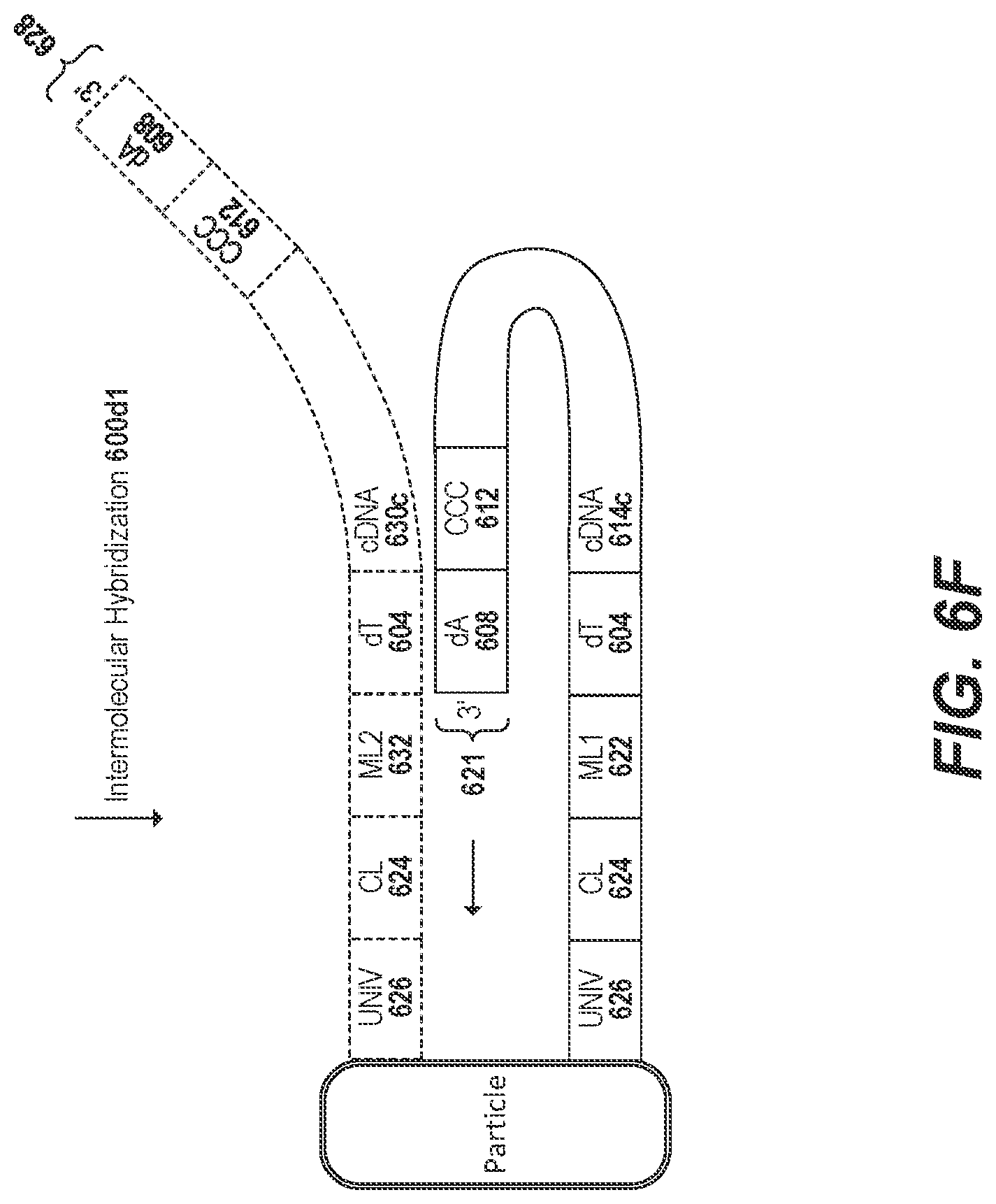 Patent US11773436 Figure 13 – Using random priming to obtain full-length V(D)J information for immune repertoire sequencing