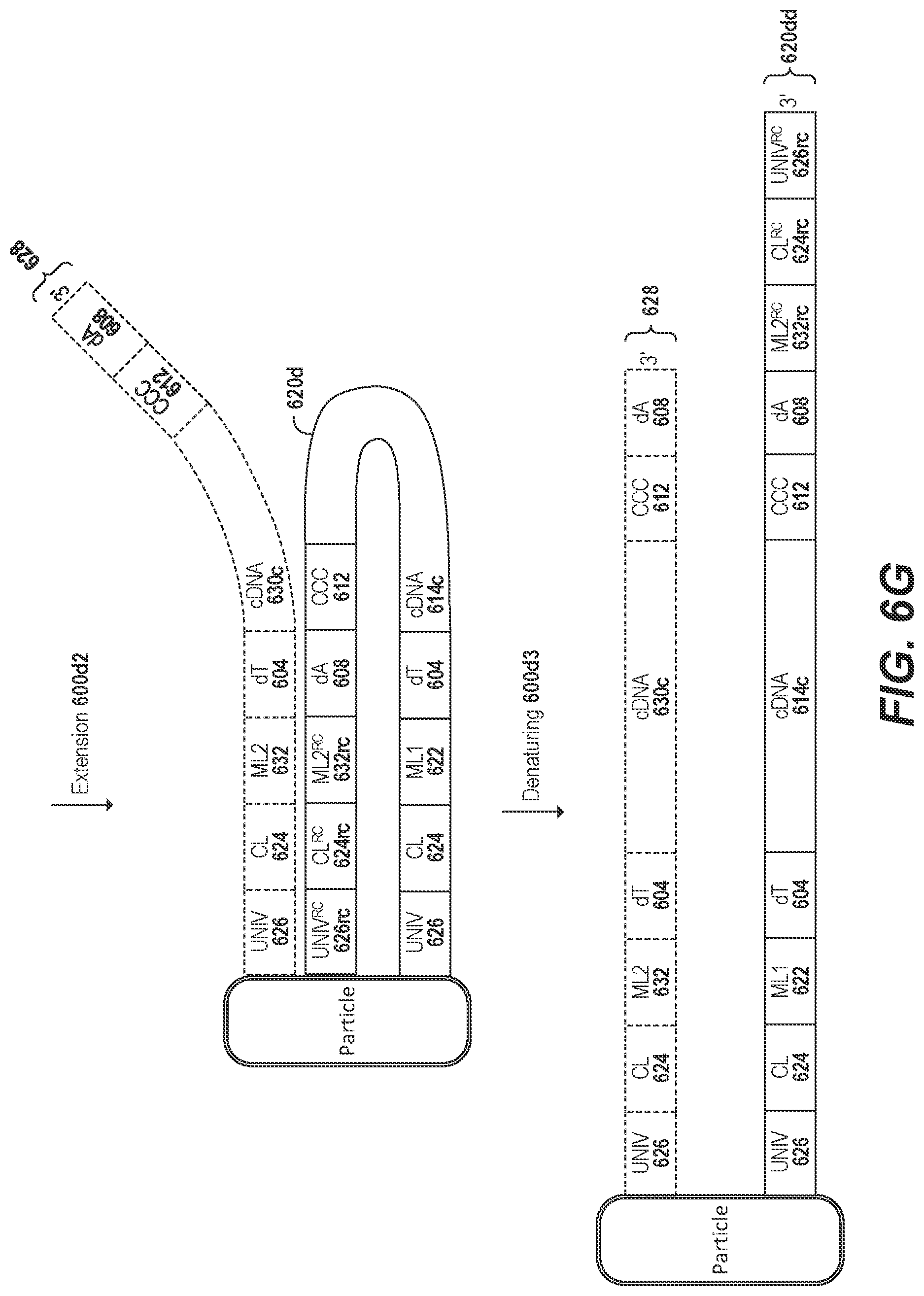 Patent US11773436 Figure 14 – Using random priming to obtain full-length V(D)J information for immune repertoire sequencing
