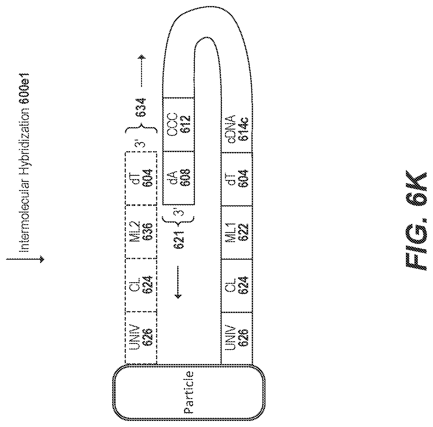 Patent US11773436 Figure 18 – Using random priming to obtain full-length V(D)J information for immune repertoire sequencing