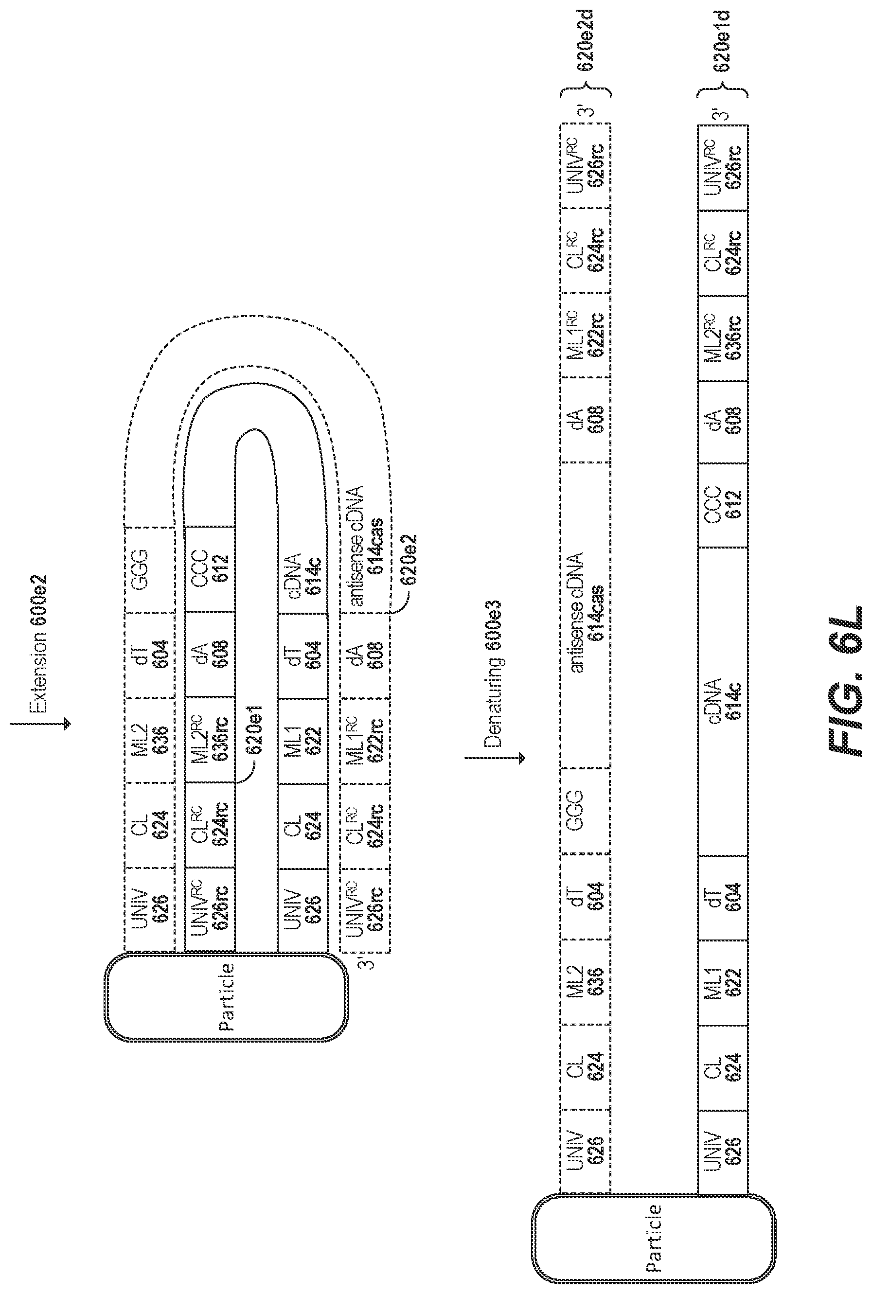Patent US11773436 Figure 19 – Using random priming to obtain full-length V(D)J information for immune repertoire sequencing