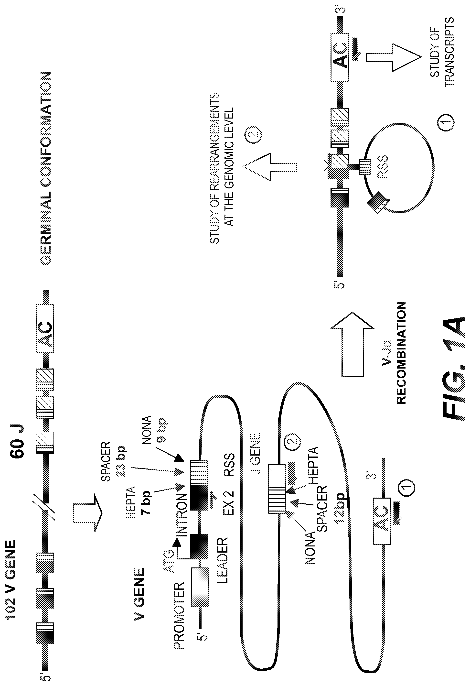 Patent US11773442 Figure 1 – Method for studying V(D)J combinatory diversity