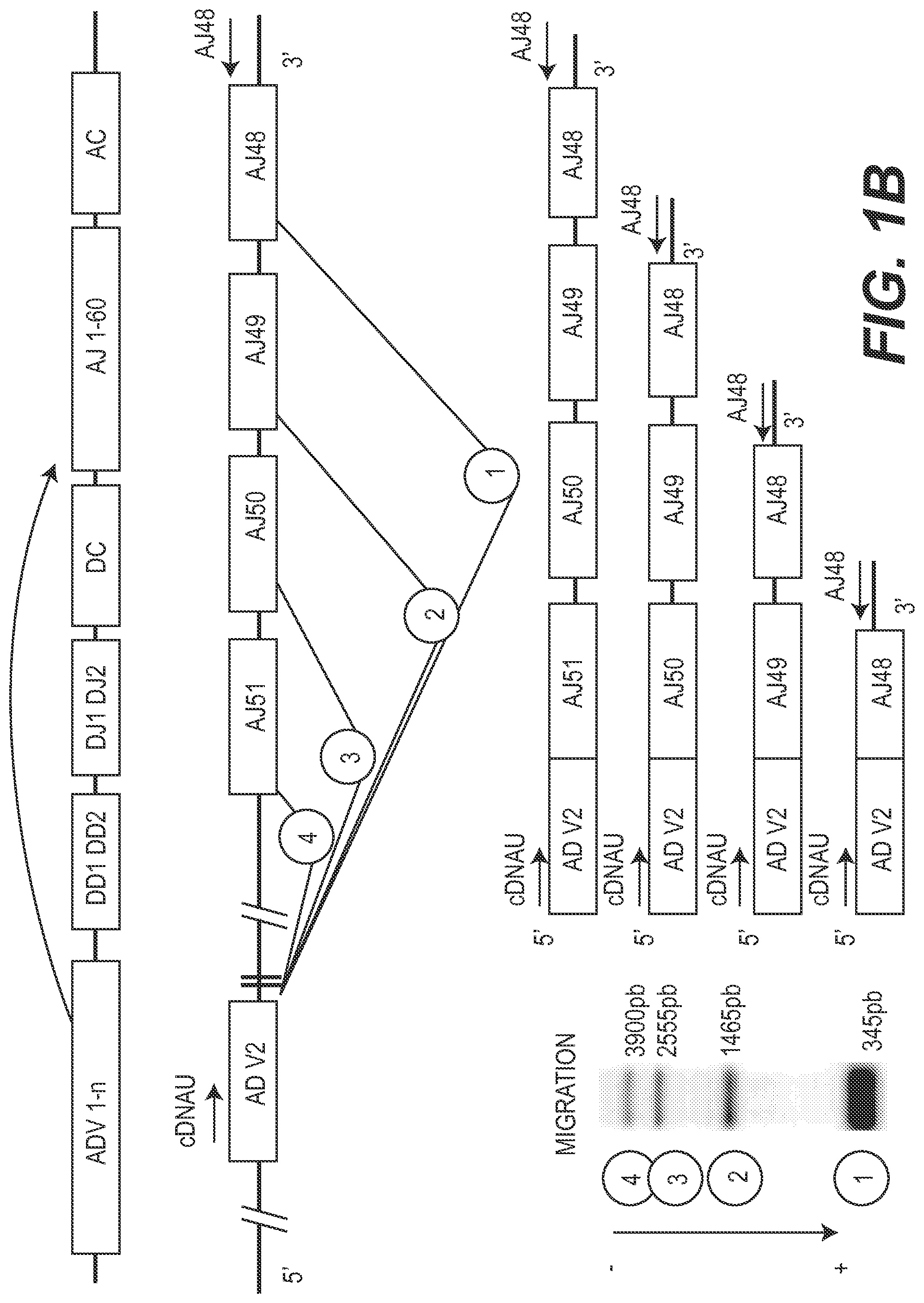 Patent US11773442 Figure 2 – Method for studying V(D)J combinatory diversity