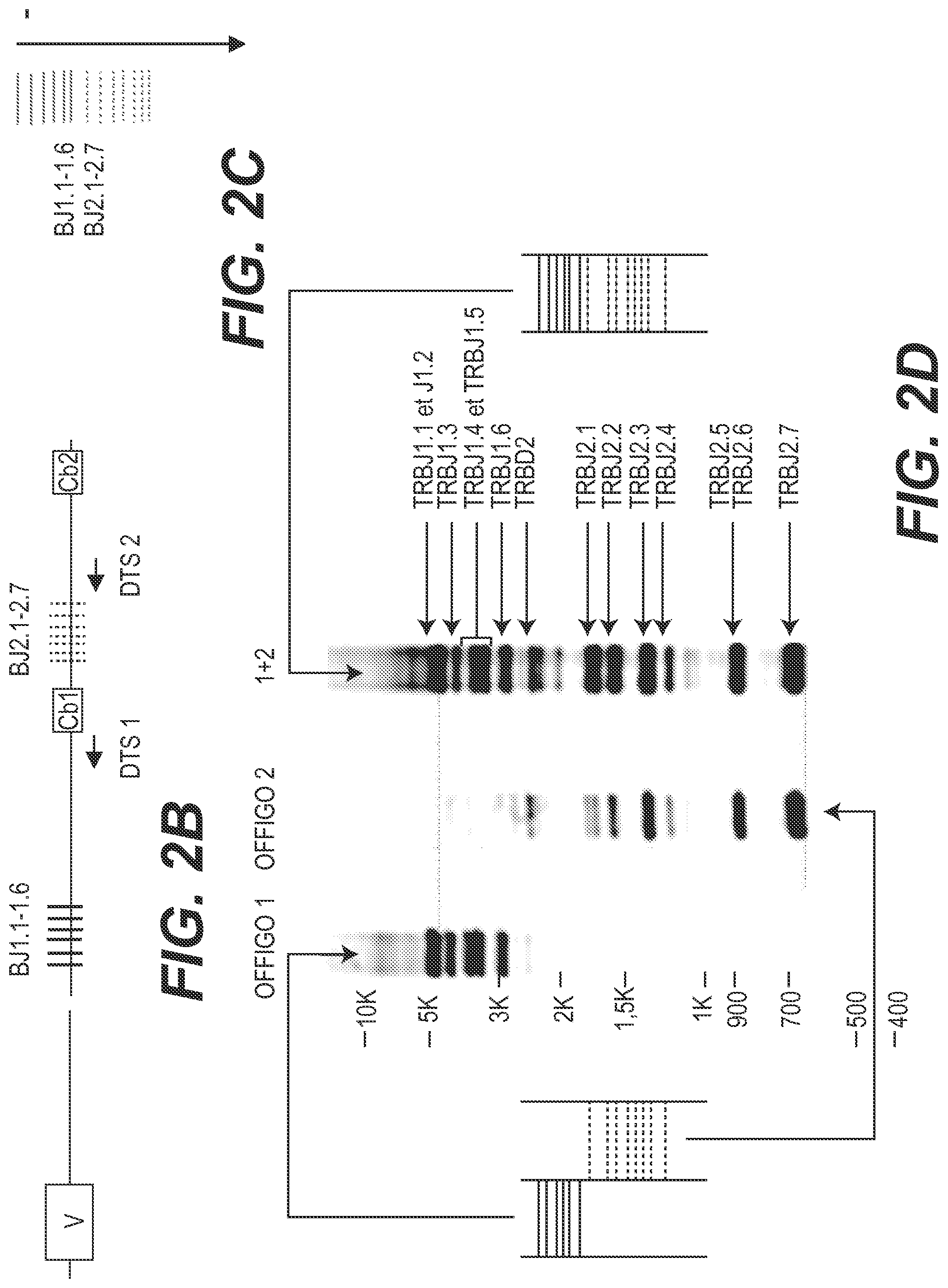 Patent US11773442 Figure 4 – Method for studying V(D)J combinatory diversity
