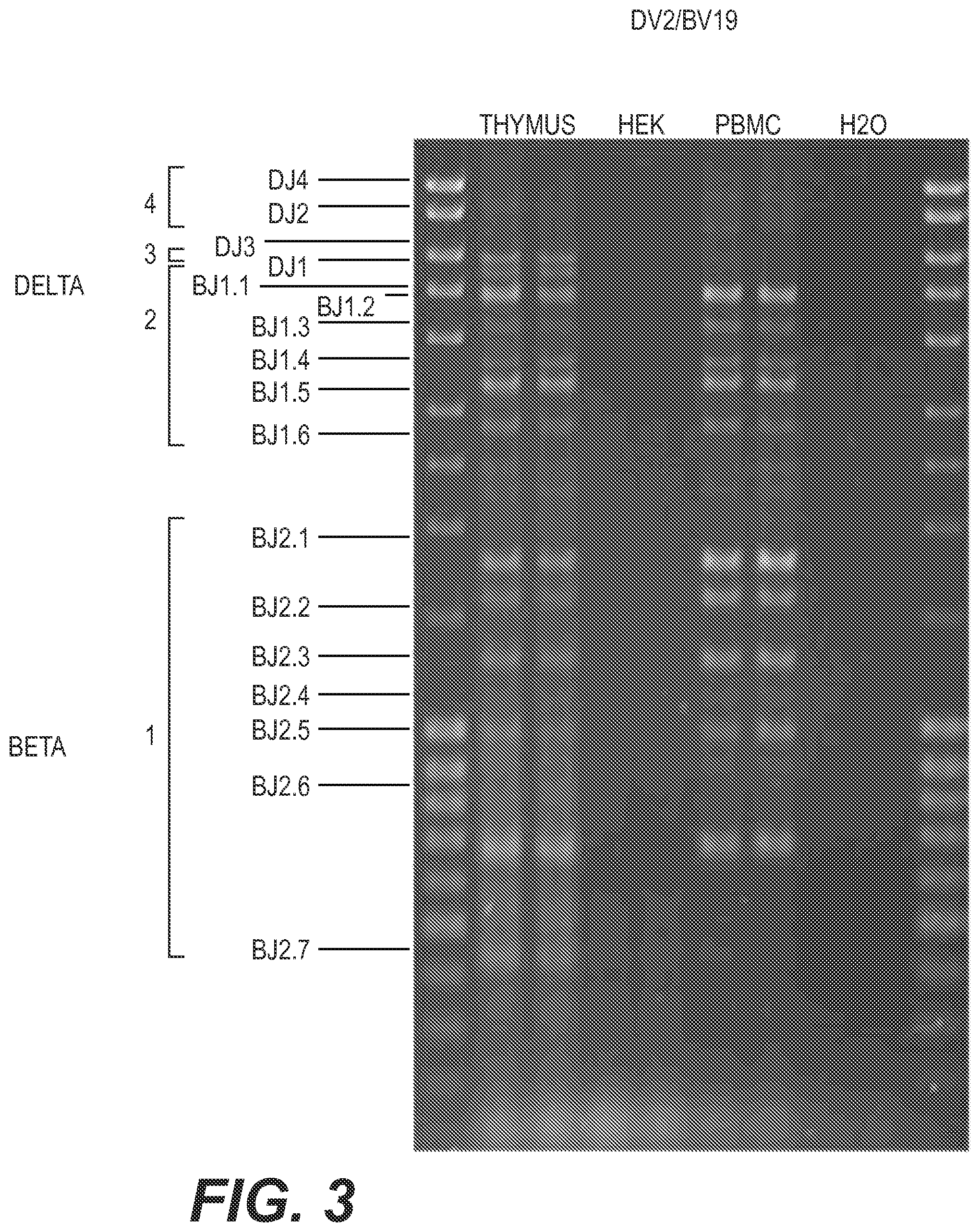 Patent US11773442 Figure 5 – Method for studying V(D)J combinatory diversity