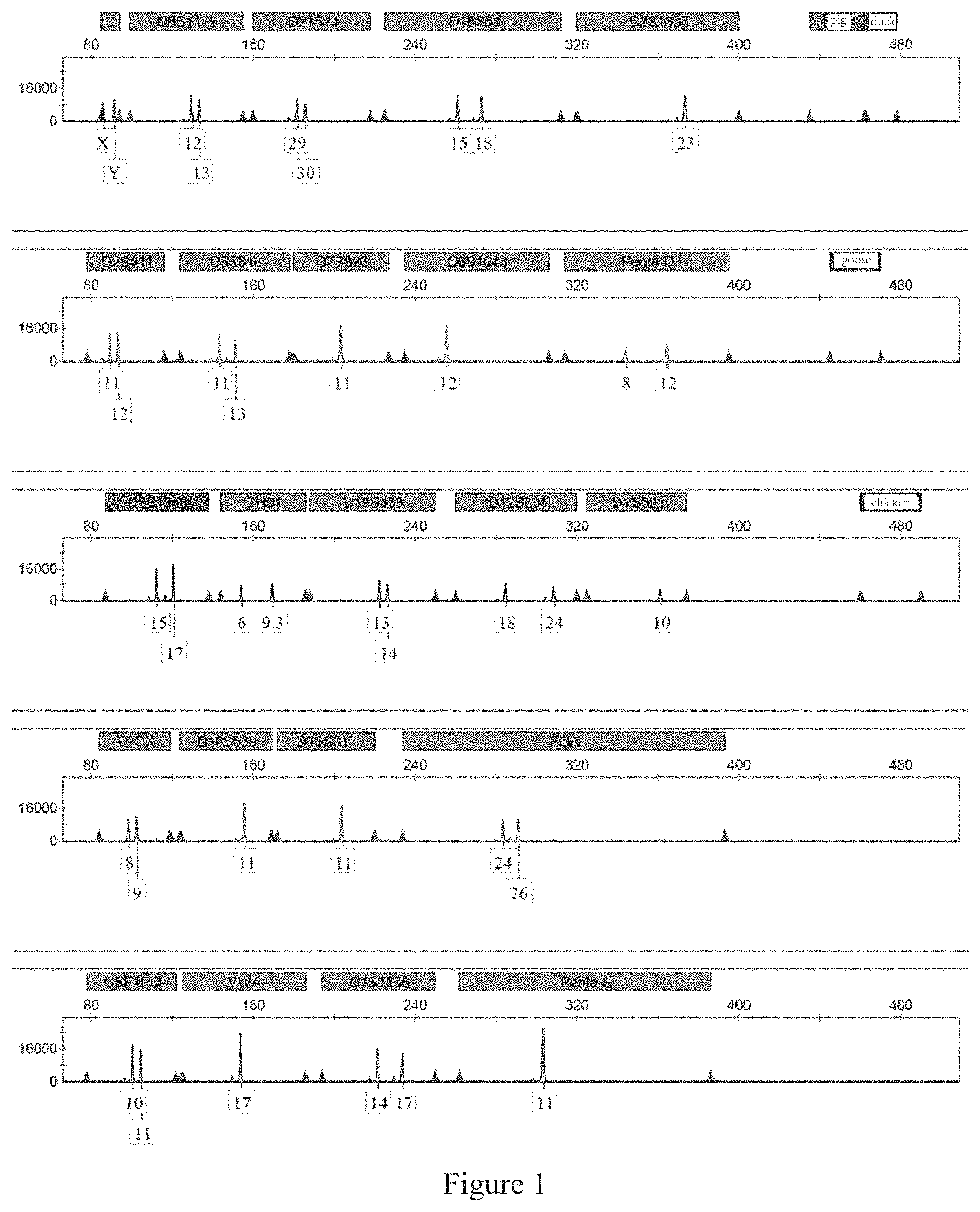 Patent US11773454 Figure 1 – Multiplex PCR amplification method for species and human individual recognition and identification of unknown biological sample suspected to be from human