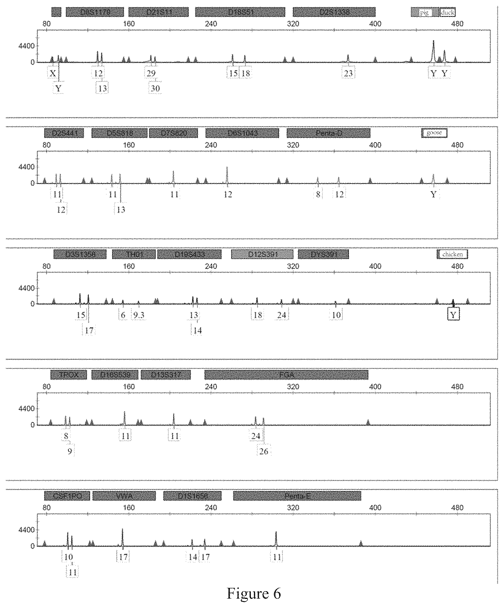 Patent US11773454 Figure 6 – Multiplex PCR amplification method for species and human individual recognition and identification of unknown biological sample suspected to be from human