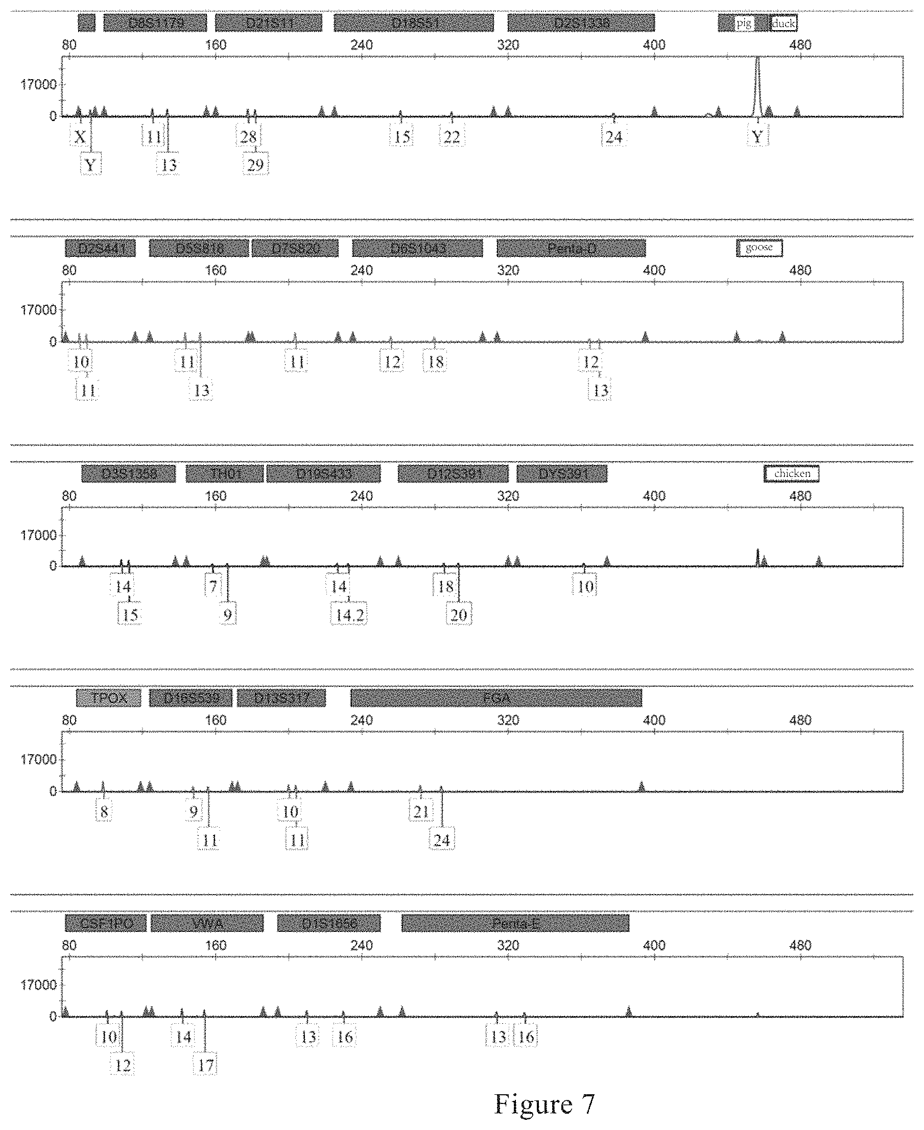 Patent US11773454 Figure 7 – Multiplex PCR amplification method for species and human individual recognition and identification of unknown biological sample suspected to be from human