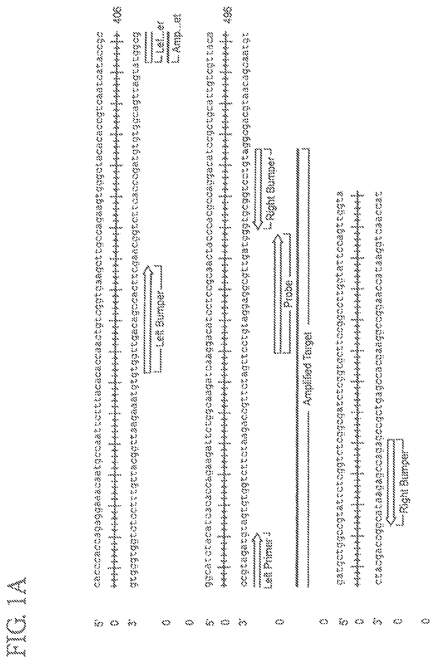 Patent US11773457 Figure 1 – Assay for Trichomonas vaginalis by amplification and detection of Trichomonas vaginalis AP65-1 gene