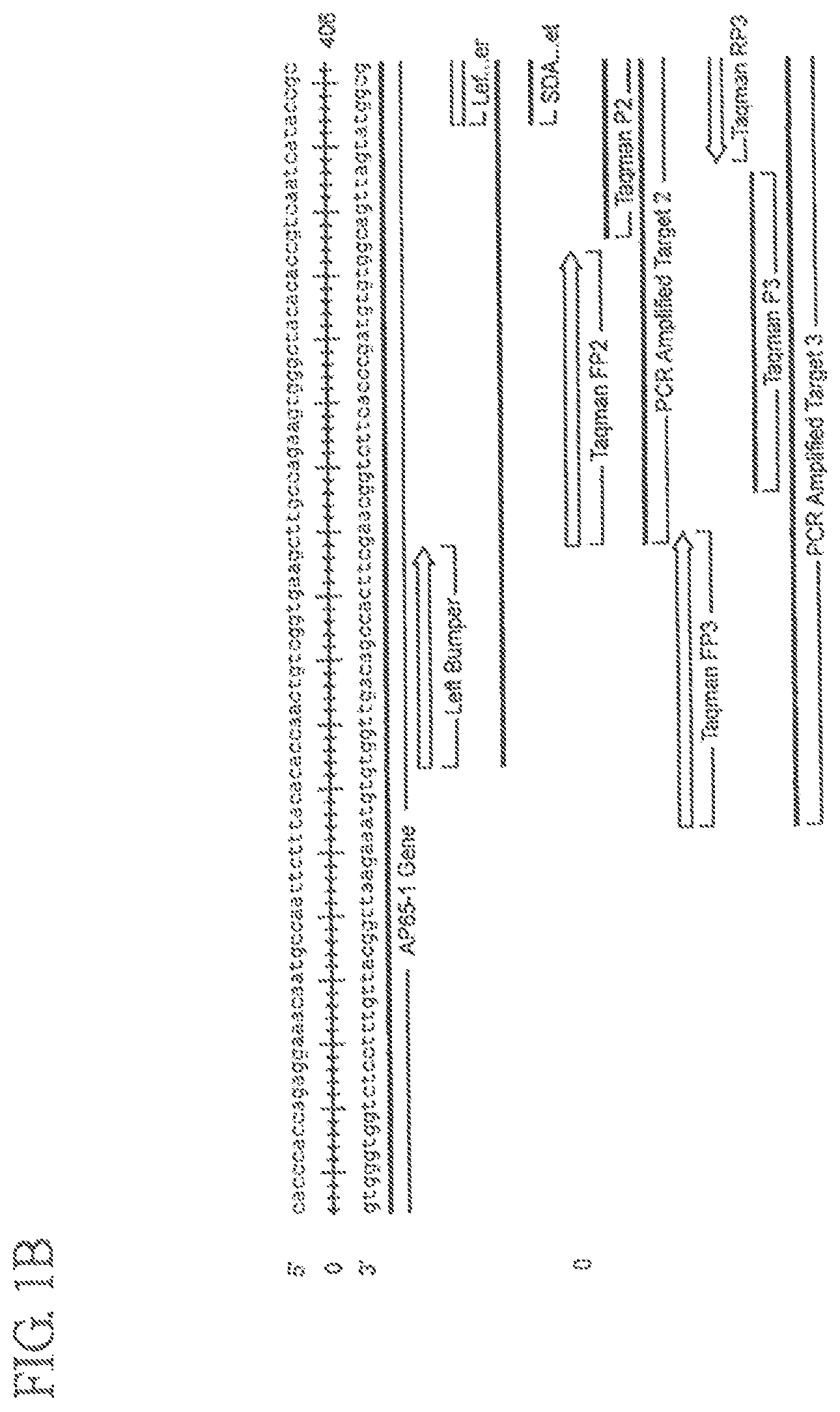 Patent US11773457 Figure 2 – Assay for Trichomonas vaginalis by amplification and detection of Trichomonas vaginalis AP65-1 gene