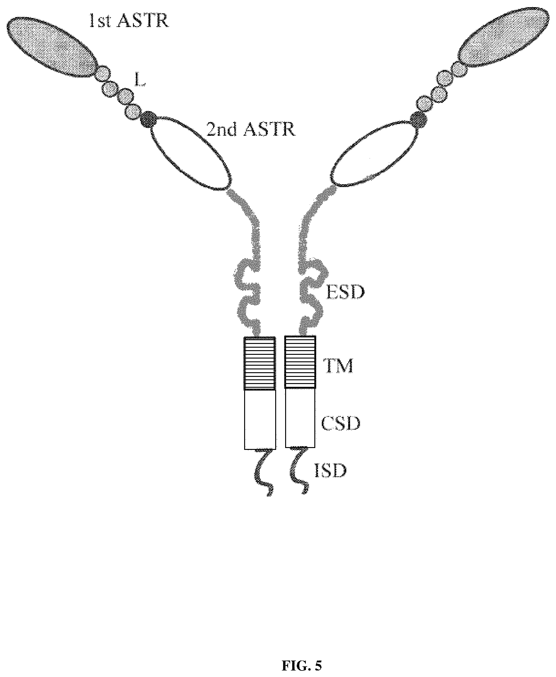 Patent US11773509 Figure 5 – Conditionally active polypeptides and methods of generating them