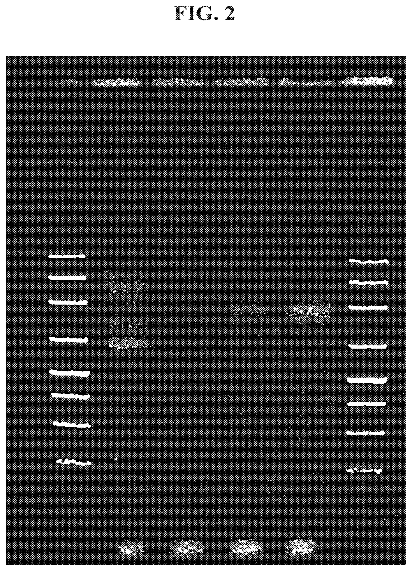 Patent US11773511 Figure 2 – Immune profiling by primer extension target enrichment