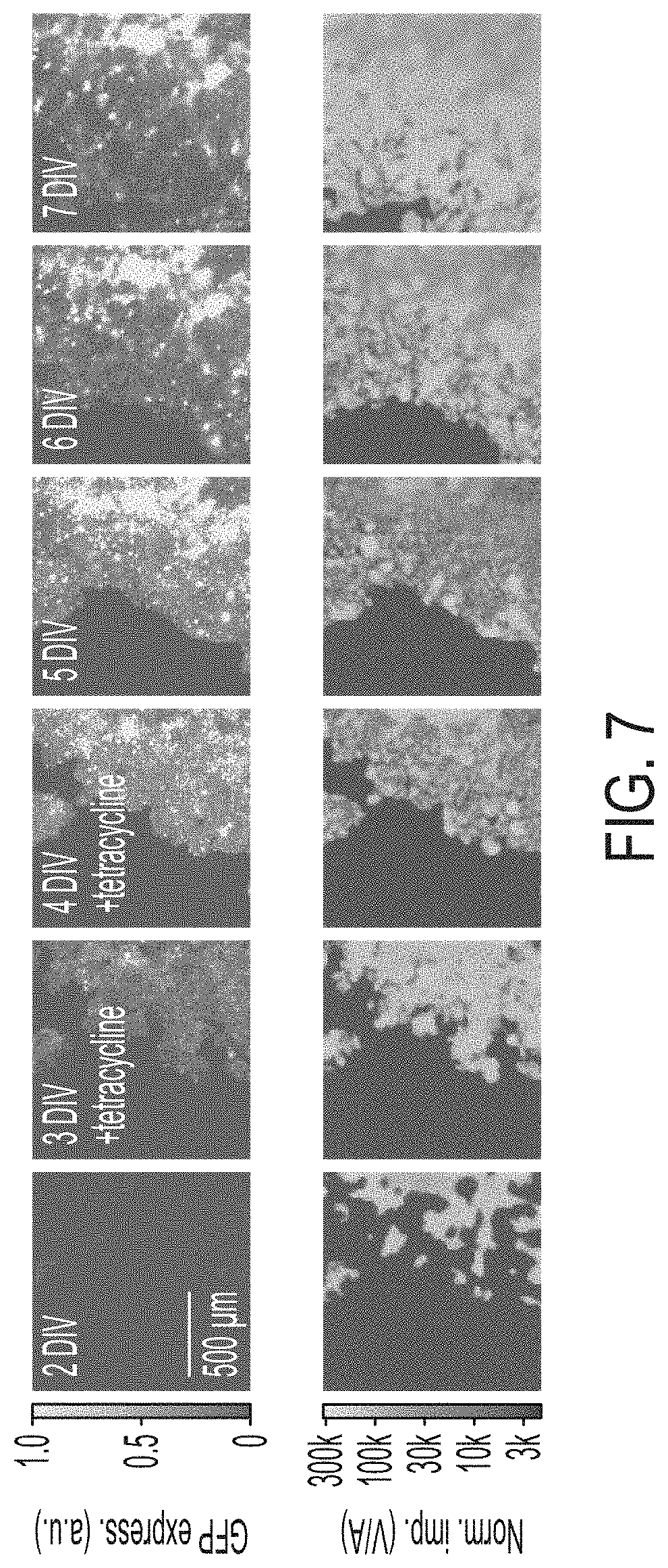Patent US11774396 Figure 8 – Systems and methods for patterning and spatial electrochemical mapping of cells