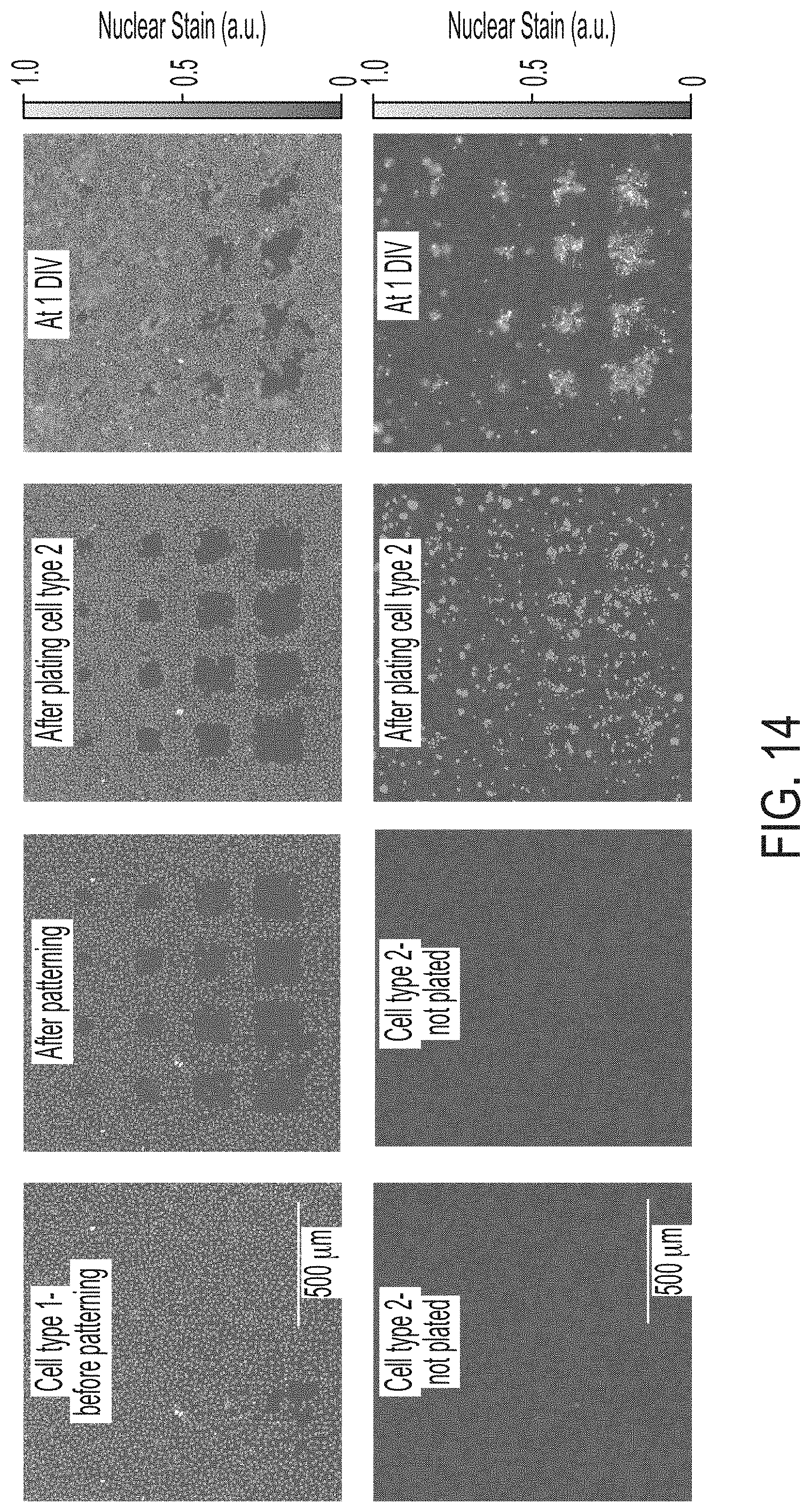 Patent US11774396 Figure 15 – Systems and methods for patterning and spatial electrochemical mapping of cells