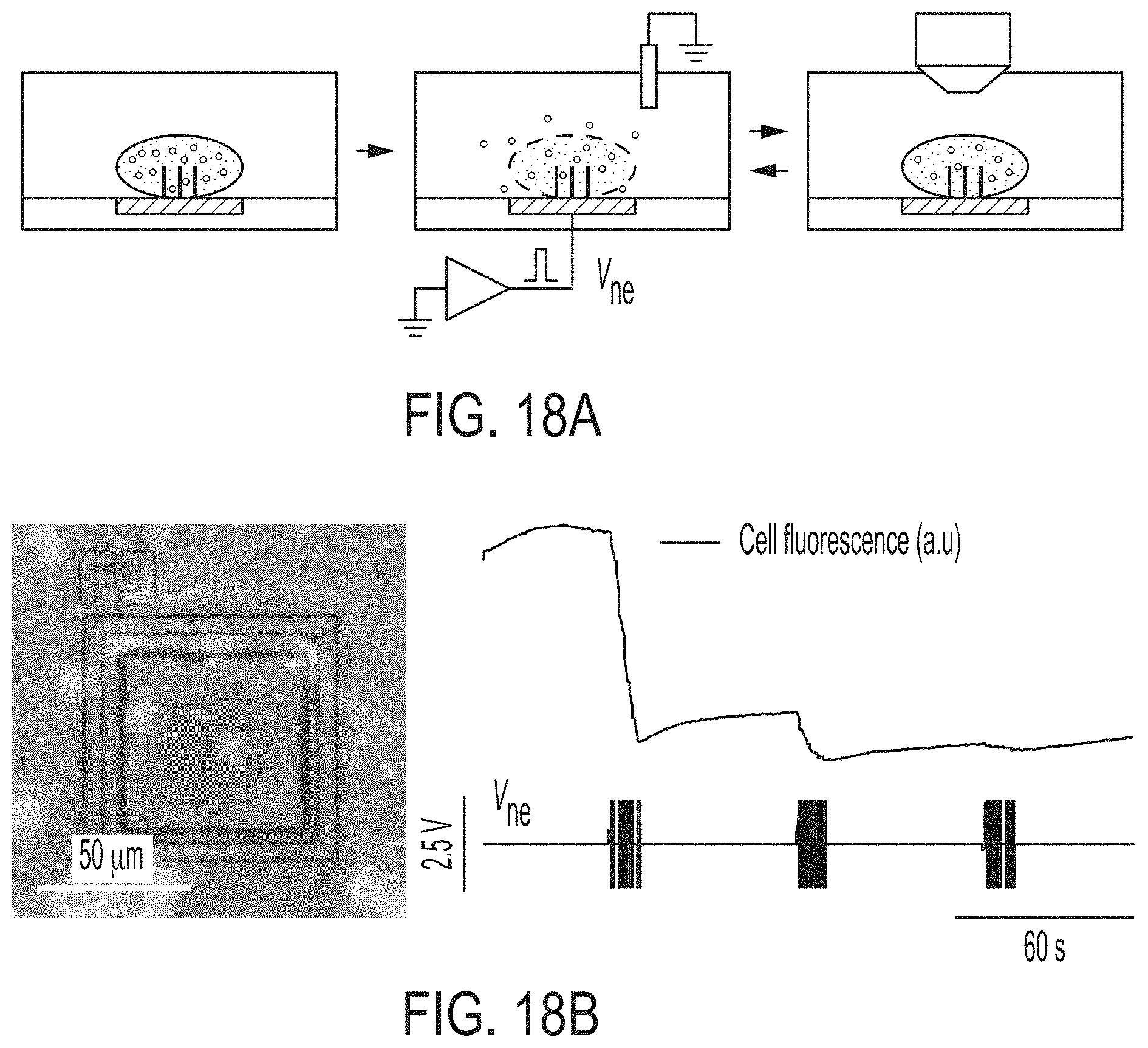 Patent US11774396 Figure 19 – Systems and methods for patterning and spatial electrochemical mapping of cells
