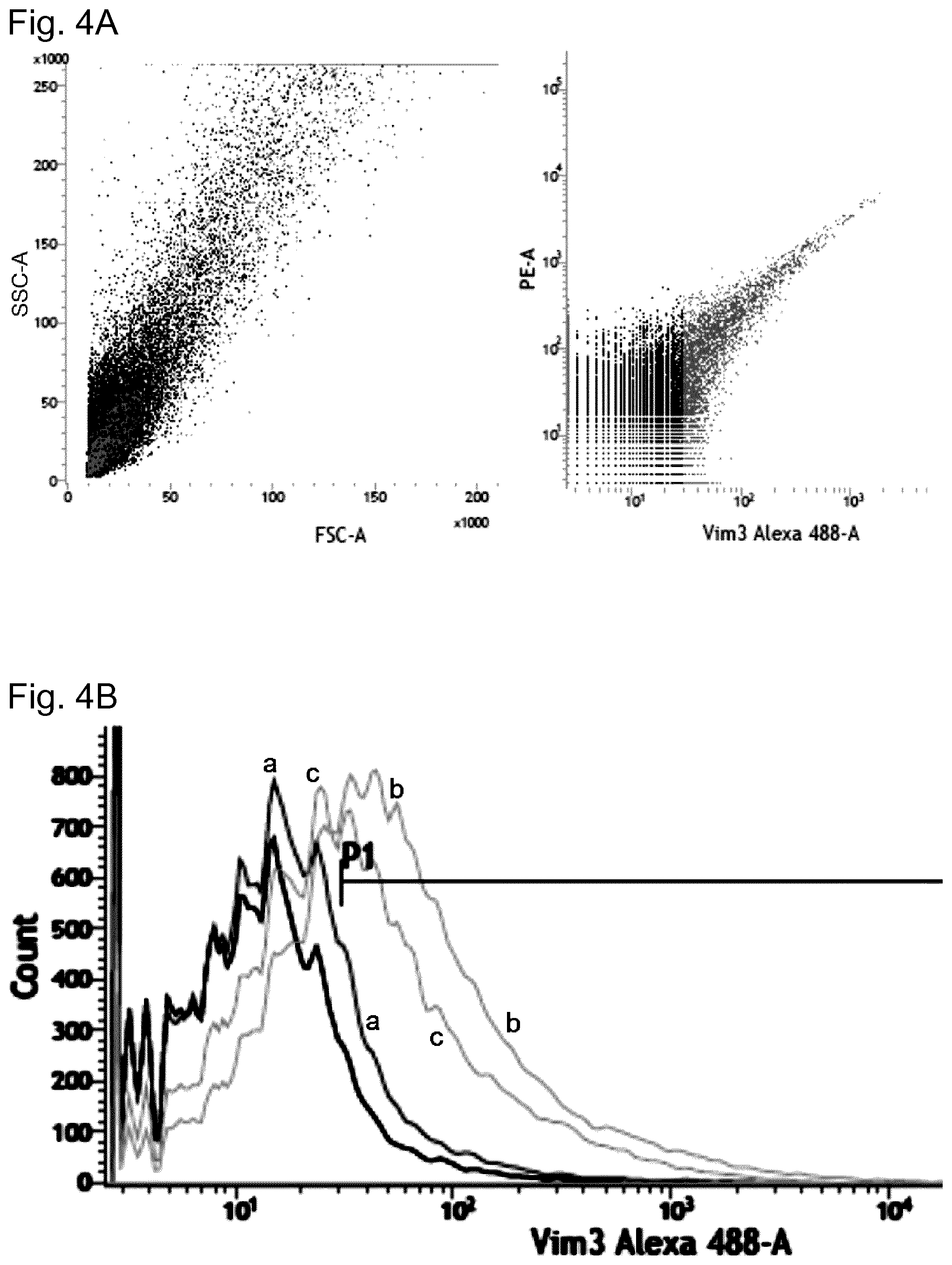 Patent US11774441 Figure 4 – Method for determining the fertility of spermatozoa comprising detection of vimentin variant 3