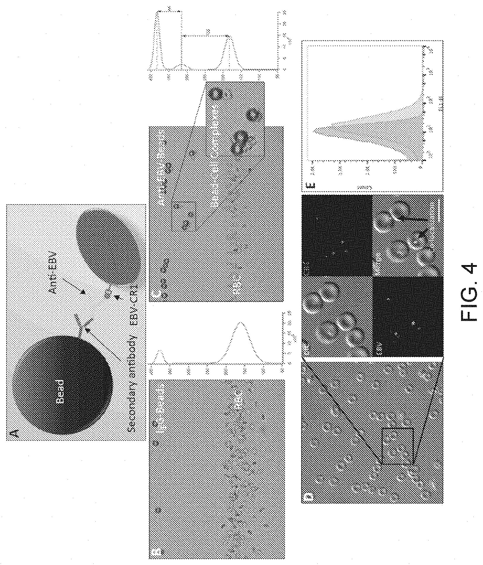 Patent US11774444 Figure 4 – Detection and identification of cell bound and soluble antigens using magnetic levitation