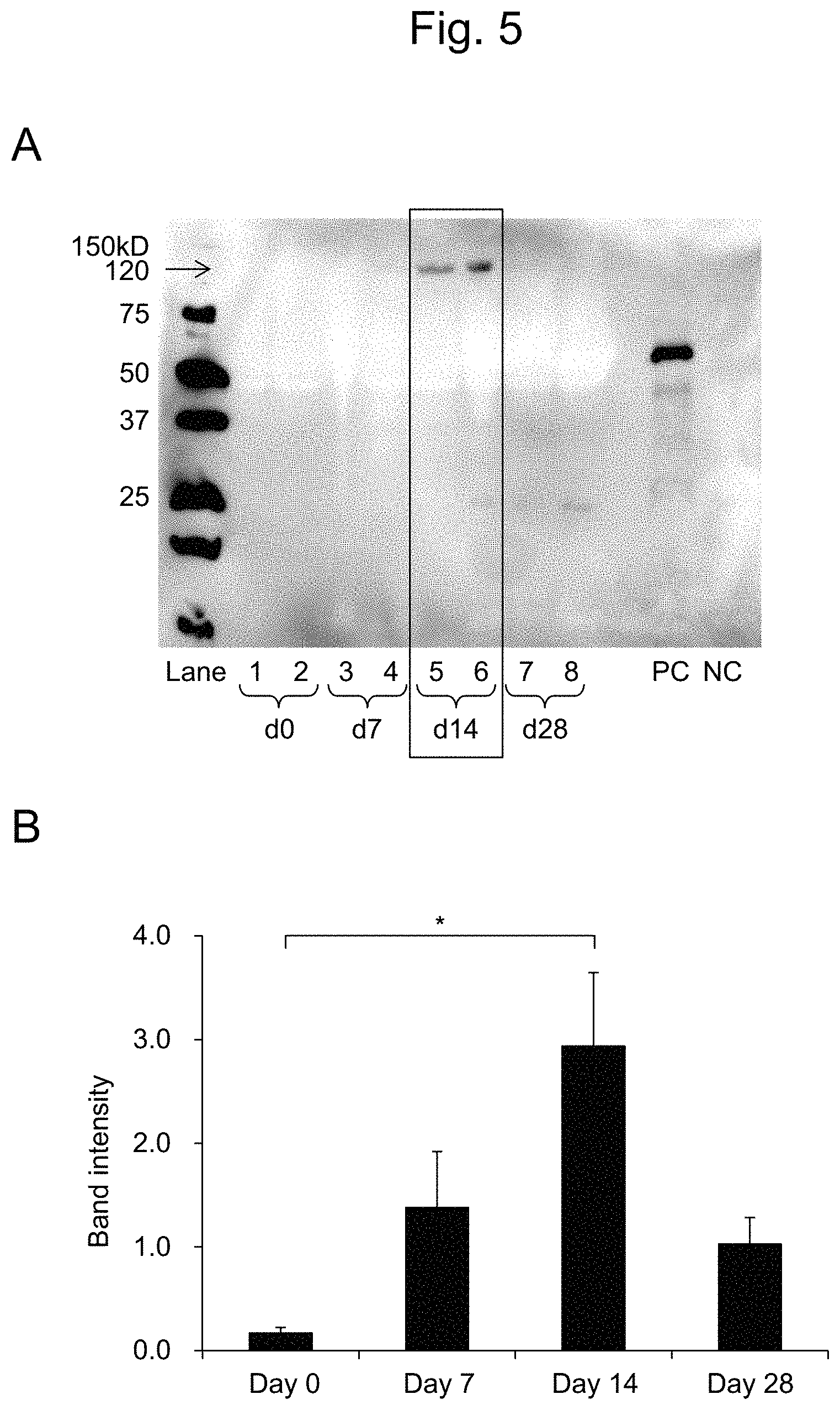 Patent US11774447 Figure 5 – Detection of citrullinated inter-alpha-trypsin inhibitor heavy chain 4 (ITIH4)